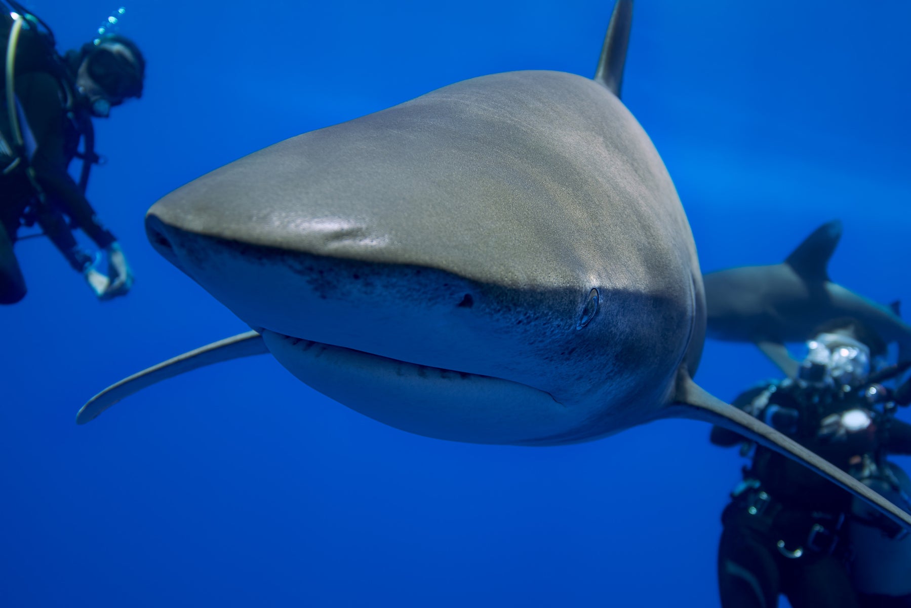 jpg/Alpha-Universe-Stan-Moniz-Oceanic-Whitetip-Sharks-4-1200_boundsa4o451.jpg?height=1200&fit=bounds