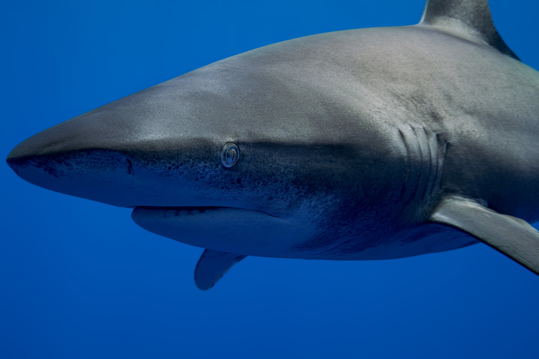 jpg/Alpha-Universe-Stan-Moniz-Oceanic-Whitetip-Sharks-6-1200_boundsu4w4cg.jpg?height=1200&fit=bounds