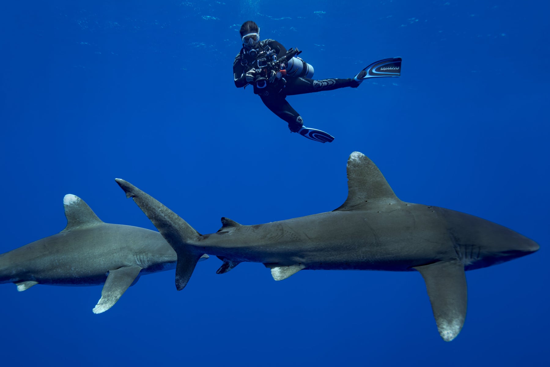 jpg/Alpha-Universe-Stan-Moniz-Oceanic-Whitetip-Sharks-7-1200_boundsipt70z.jpg?height=1200&fit=bounds