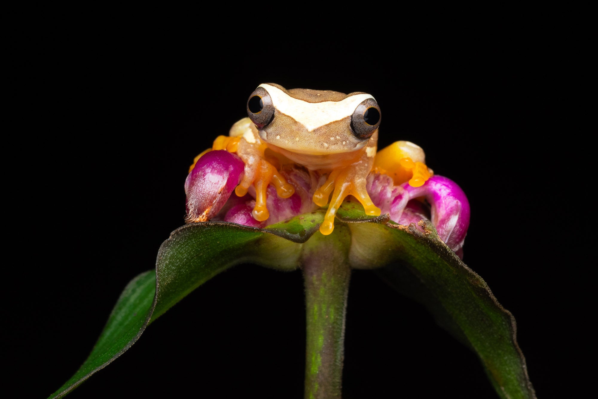 Photo by Colby Brown. Sony Alpha 1 II. Sony 300mm f/2.8 G Master. 1/200-sec., f/14, ISO 200