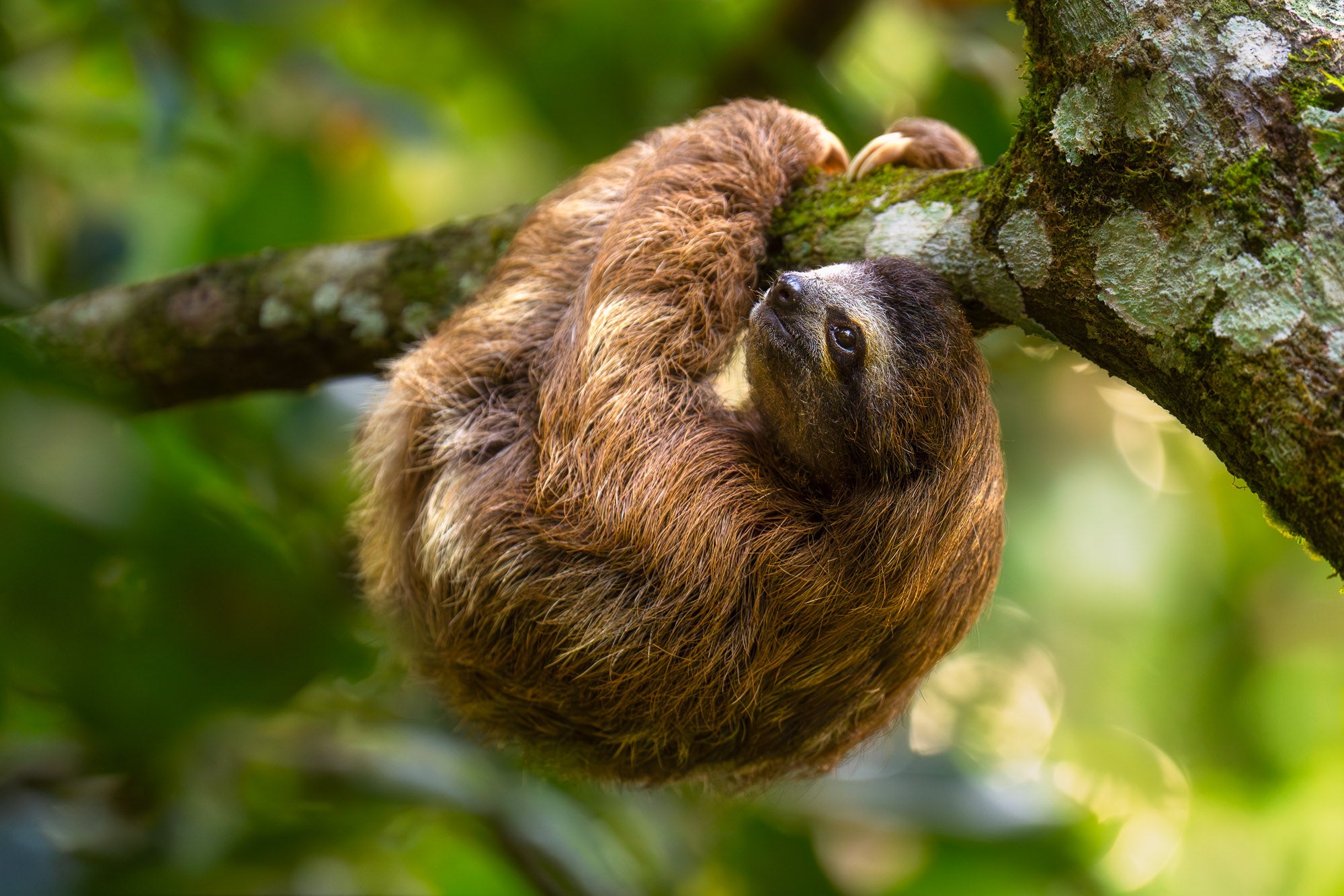 Photo by Colby Brown. Sony Alpha 1 II. Sony 70-200mm f/2.8 G Master II. 1/400-sec., f/3.2, ISO 1250