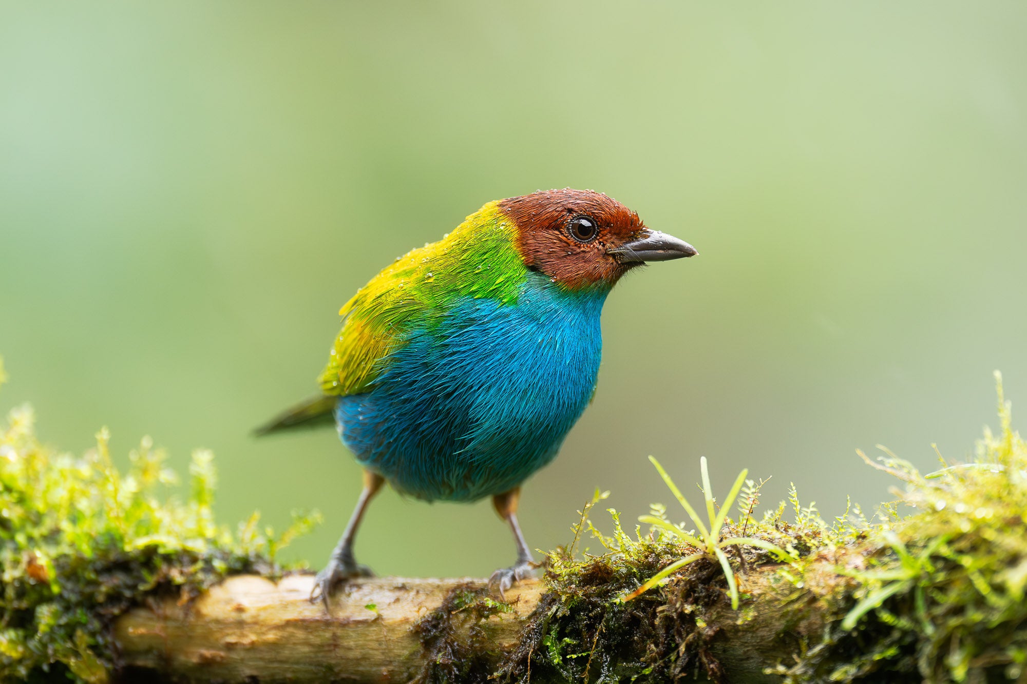 Photo by Colby Brown. Sony Alpha 1 II. Sony 600mm f/4 G Master. 1/500-sec., f/4, ISO 2500