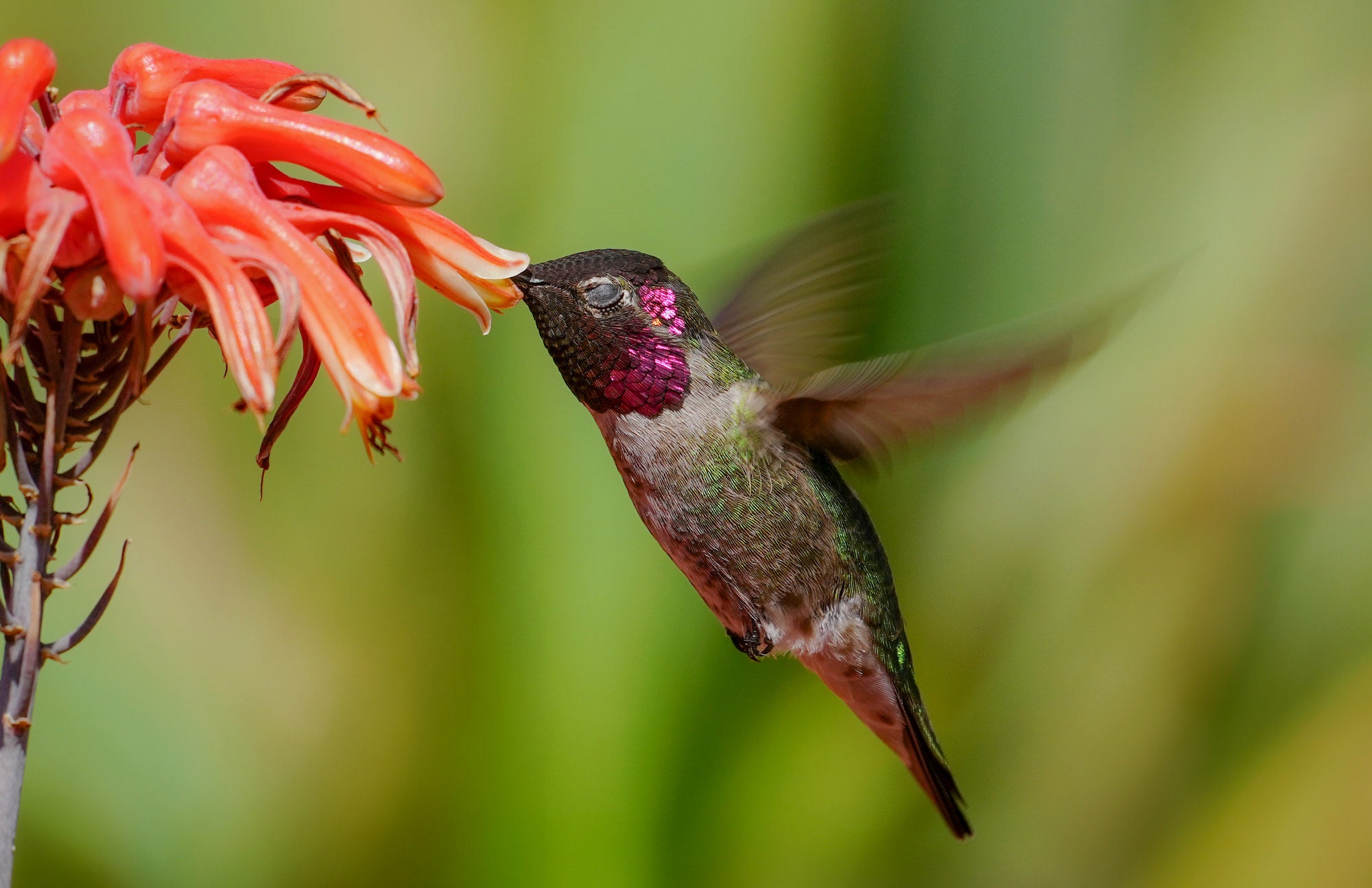Photo by Alex Phan. Sony Alpha 1. Sony 300mm f/2.8 G Master + 2x TC. 1/500-sec., f/9, ISO 320 Photo by Alex Phan. Sony Alpha 1. Sony 300mm f/2.8 G Master + 2x TC. 1/500-sec., f/9, ISO 320