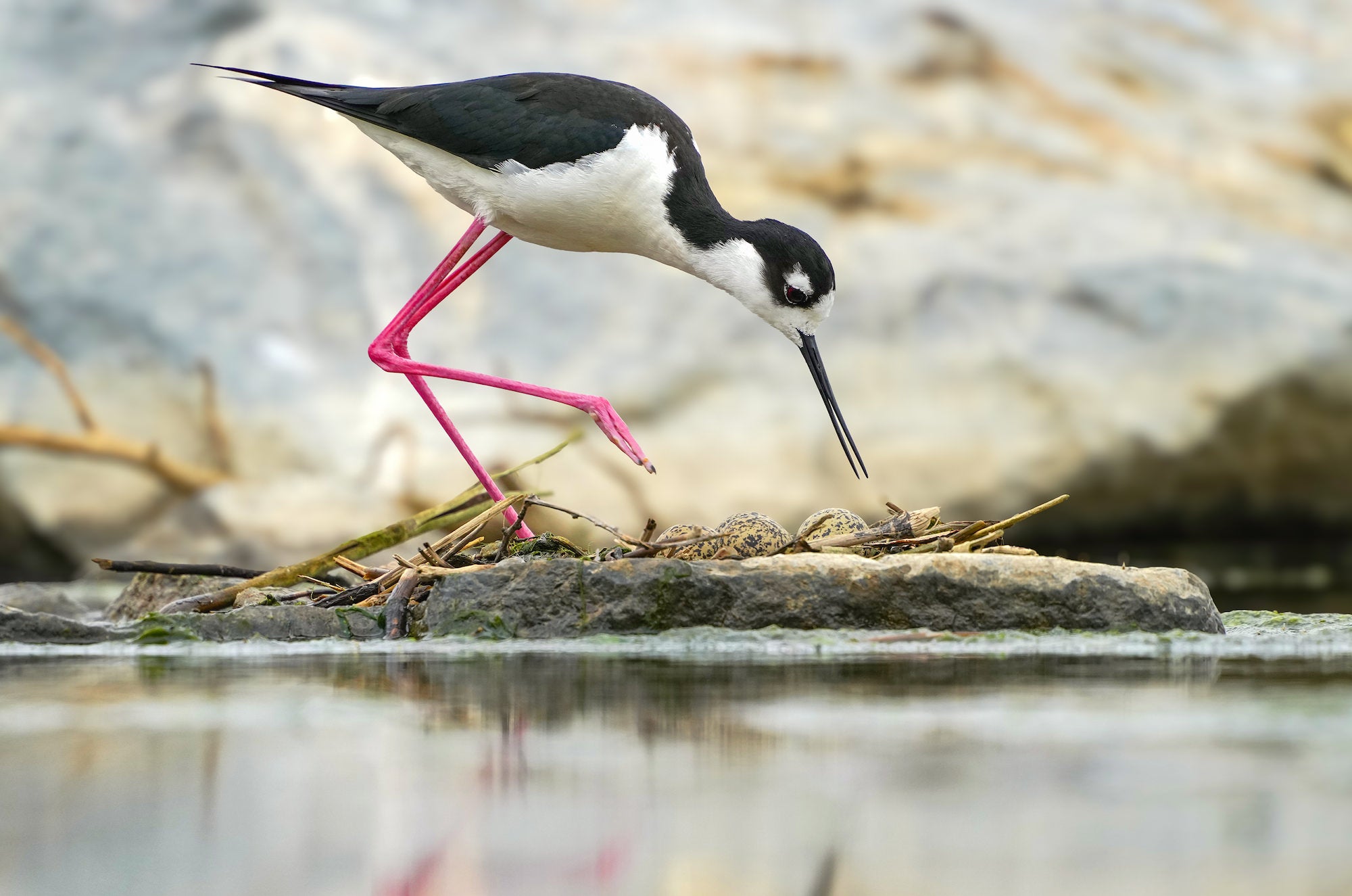 Photo by Alex Phan. Sony Alpha 1. Sony 300mm f/2.8 G Master + 2x TC. 1/640-sec., f/5.6, ISO 640 Photo by Alex Phan. Sony Alpha 1. Sony 300mm f/2.8 G Master + 2x TC. 1/640-sec., f/5.6, ISO 640