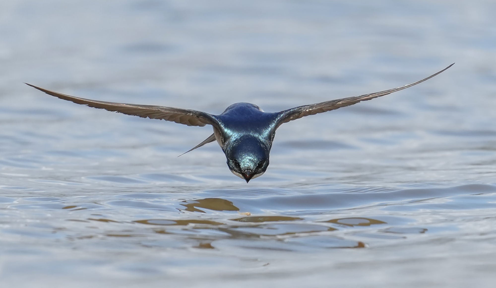 Photo by Alex Phan. Sony Alpha 1. Sony 300mm f/2.8 G Master. 1/2000-sec., f/4.5, ISO 500 Photo by Alex Phan. Sony Alpha 1. Sony 300mm f/2.8 G Master. 1/2000-sec., f/4.5, ISO 500