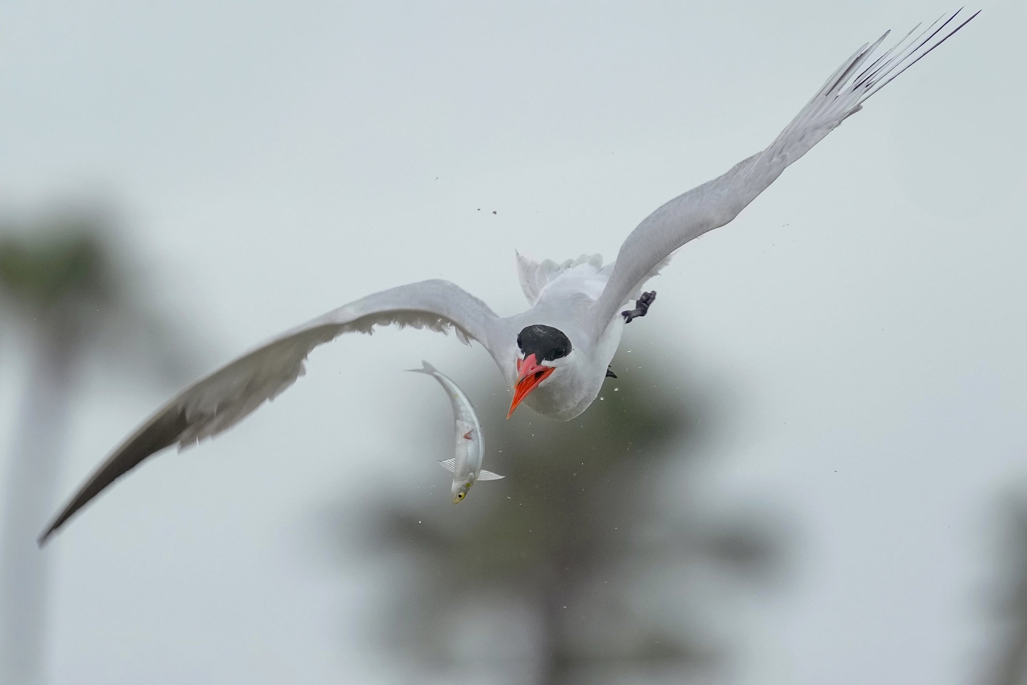 Photo by Alex Phan. Sony Alpha 1 II. Sony 300mm f/2.8 G Master + 2x TC. 1/1000-sec., f/5.6, ISO 800 Photo by Alex Phan. Sony Alpha 1 II. Sony 300mm f/2.8 G Master + 2x TC. 1/1000-sec., f/5.6, ISO 800