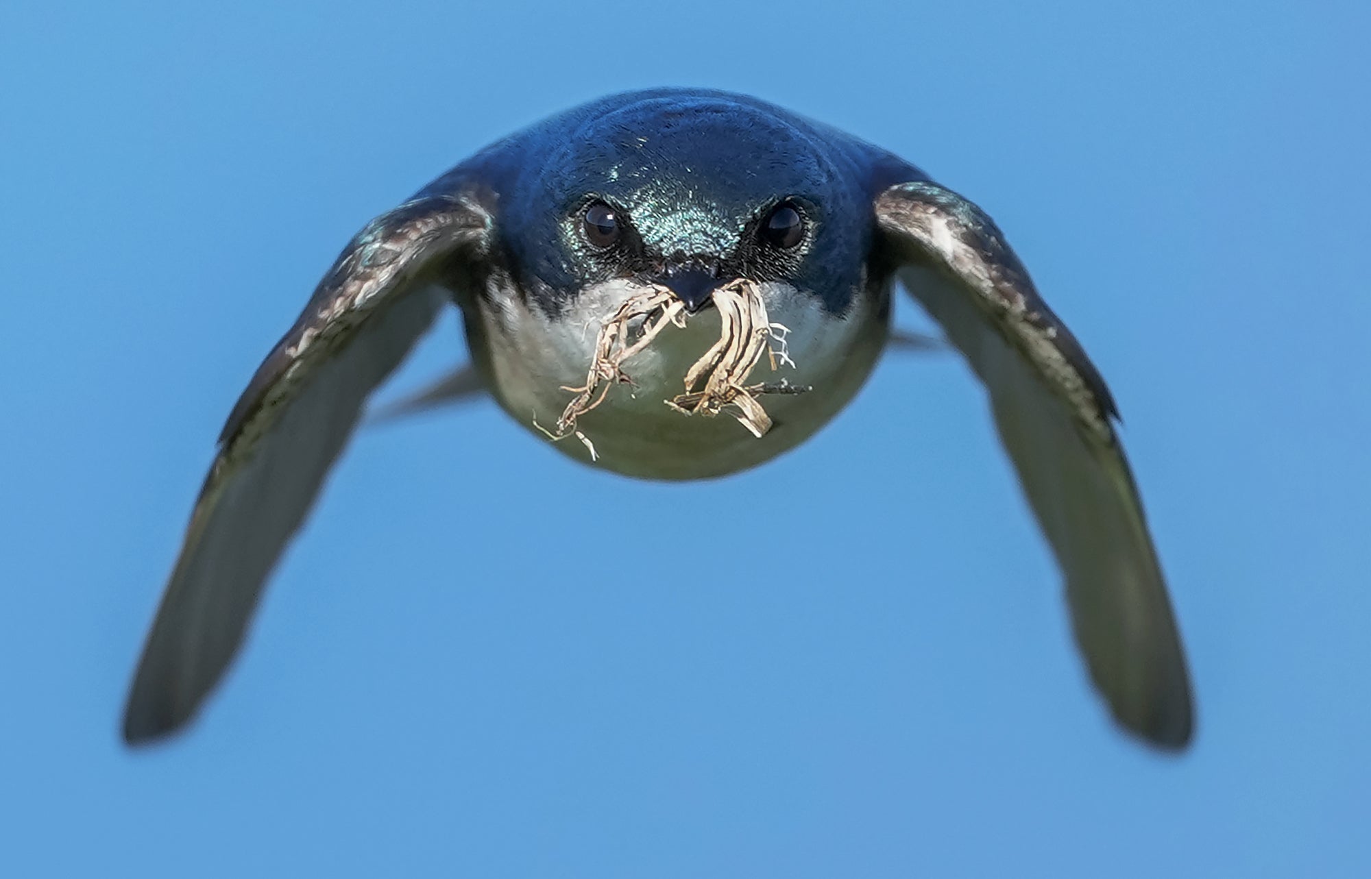 Photo by Alex Phan. Sony Alpha 1. Sony 300mm f/2.8 G Master. 1/2000-sec., f/2.8, ISO 250