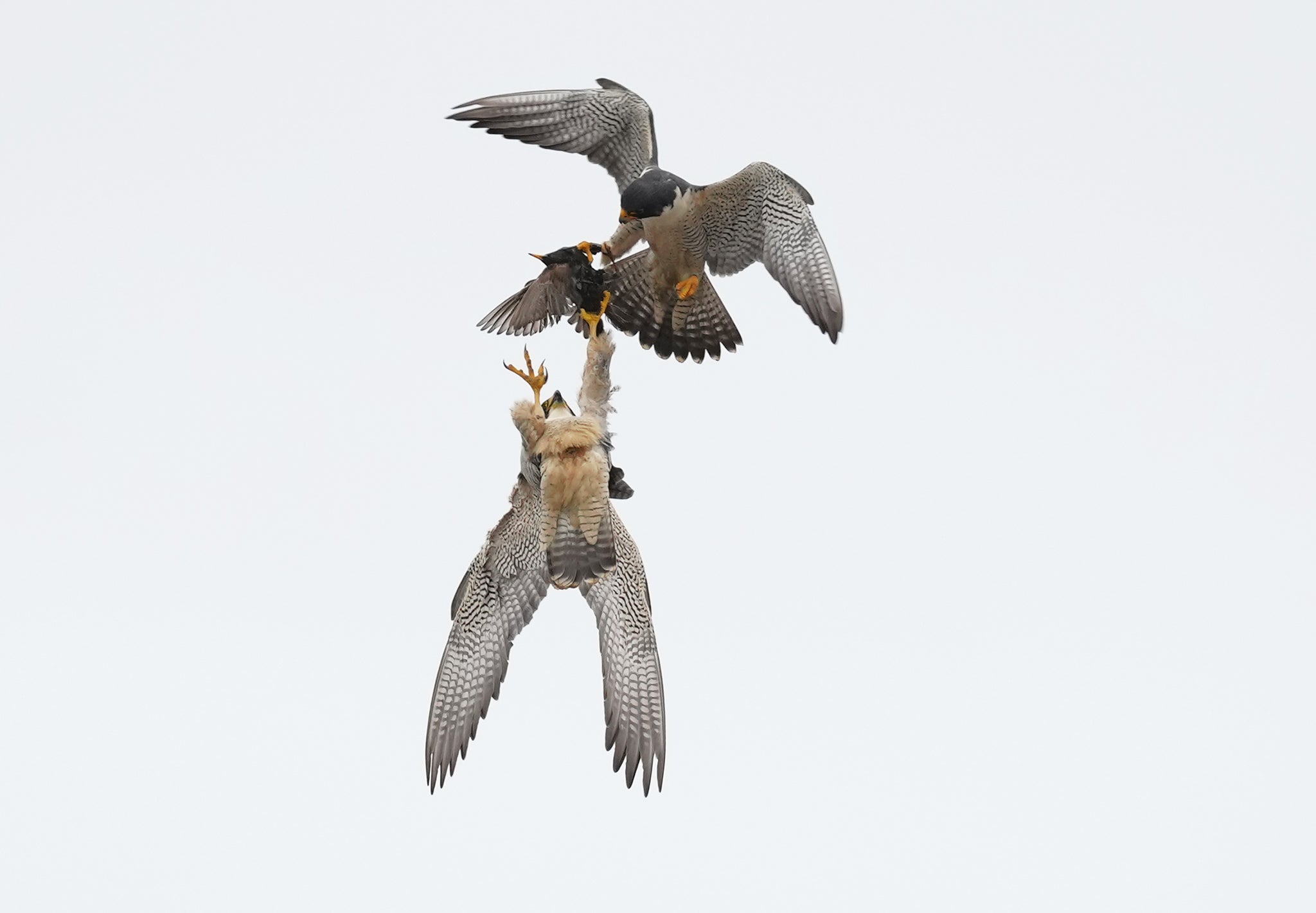 Alpha-Universe-WIMB-Alex-Phan-A1-600GM-3.jpg
