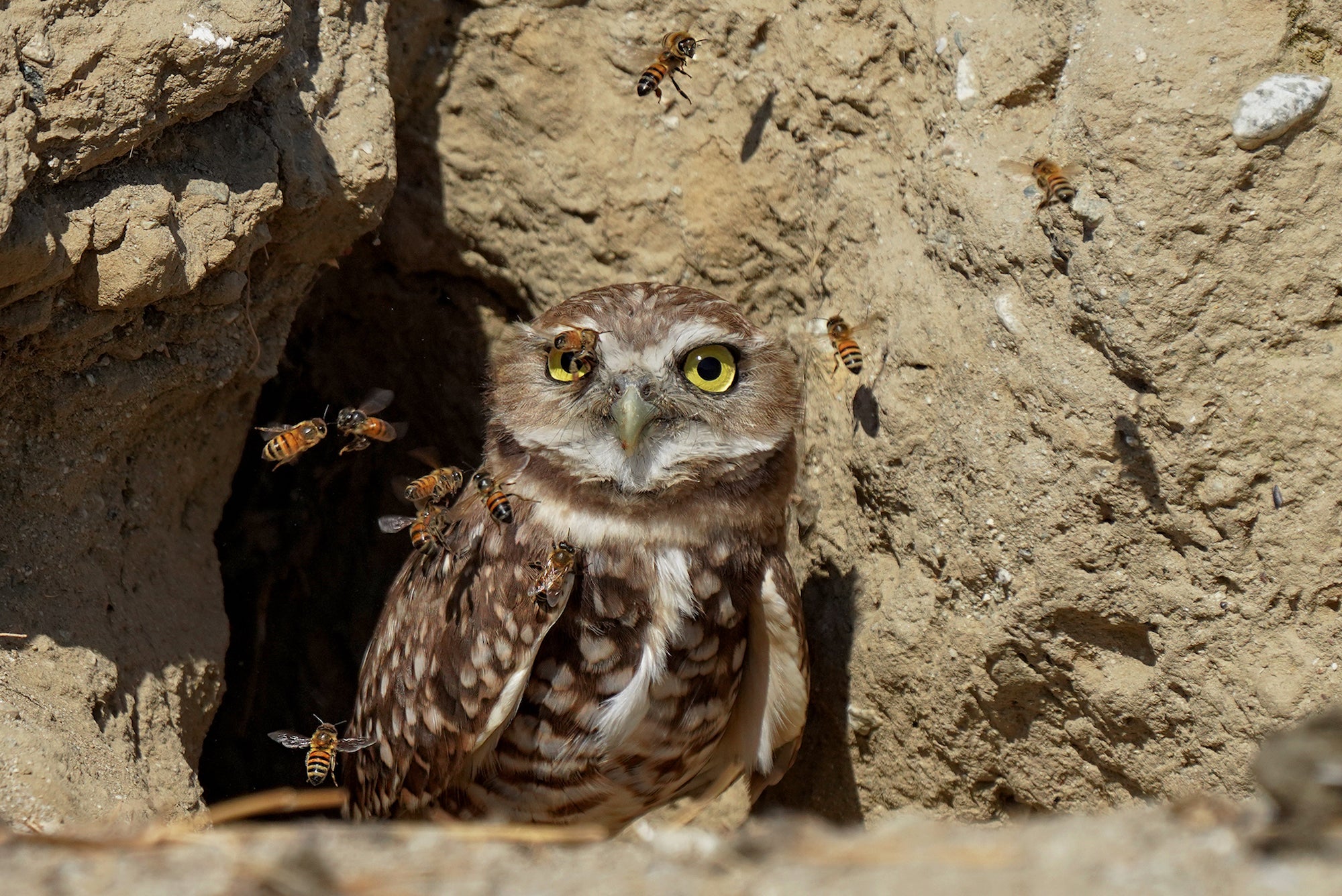 Alpha-Universe-WIMB-Alex-Phan-A7riv-200-600G-2.jpg