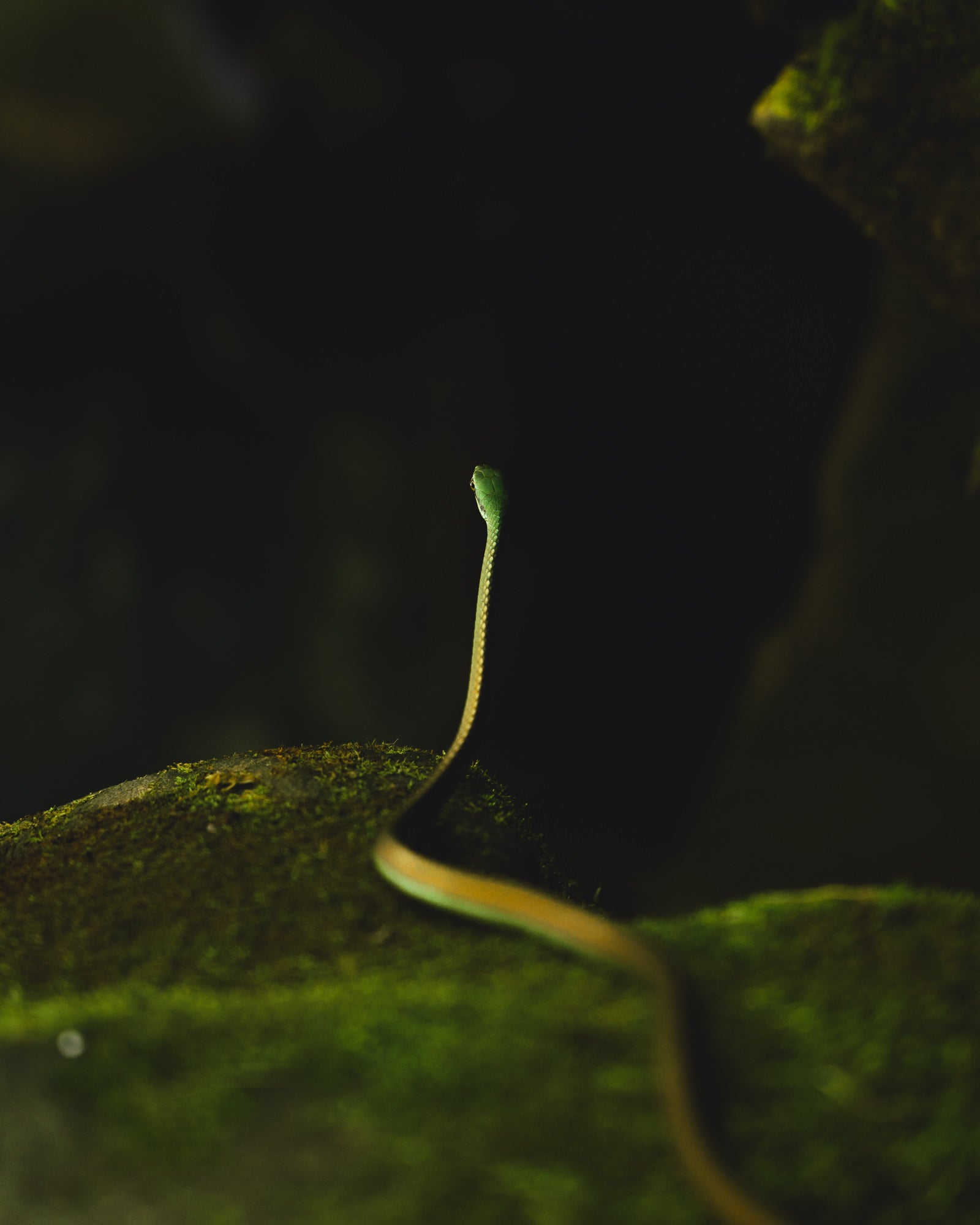 Photo by Alexandra Paradis. Sony Alpha 7R III Photo by Alexandra Paradis. Sony Alpha 7R III