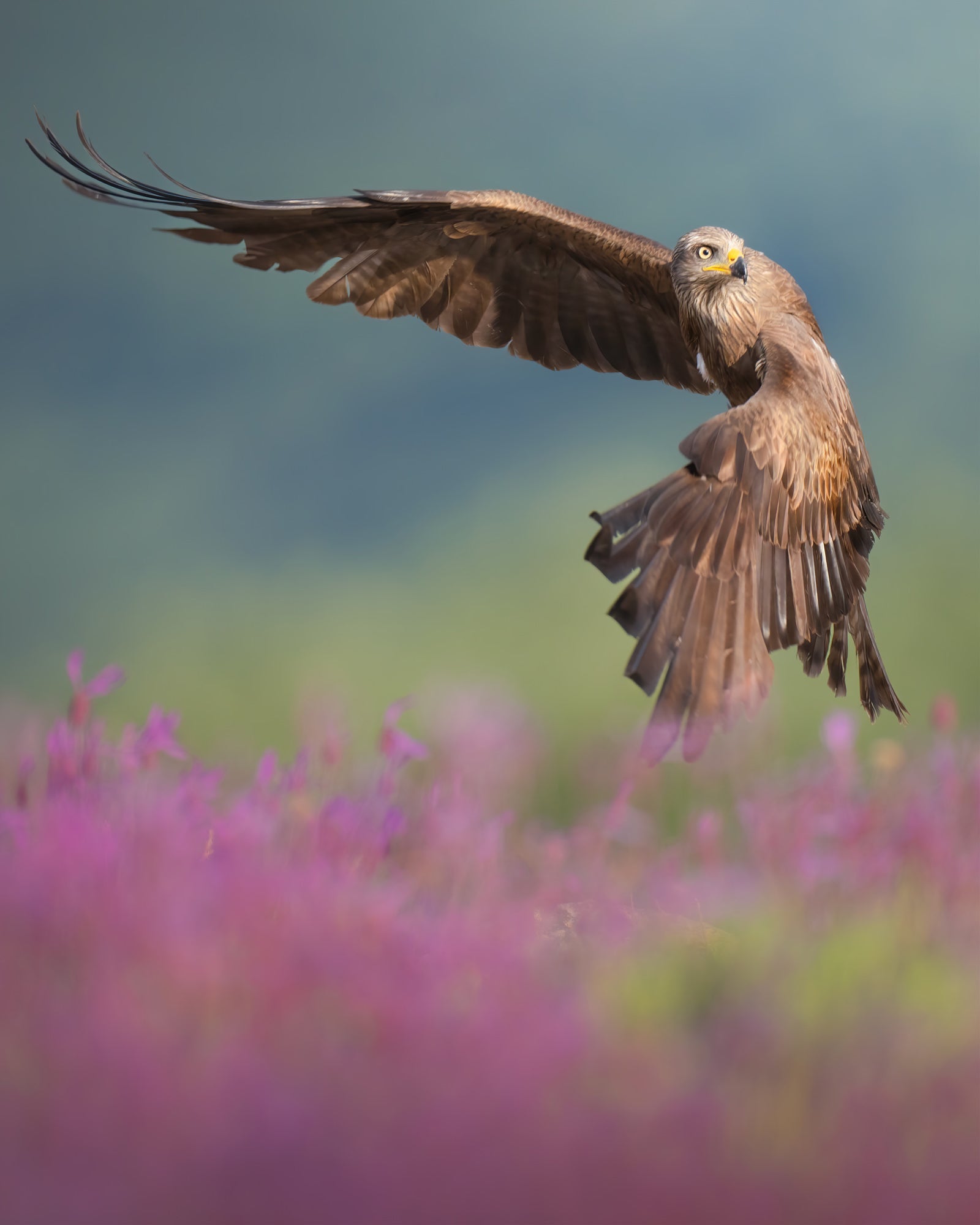 Photo by Alexandra Surkova. Sony Alpha 1. Sony 600mm f/4 G Master. 1/1600-sec., f/4, ISO 800 Photo by Alexandra Surkova. Sony Alpha 1. Sony 600mm f/4 G Master. 1/1600-sec., f/4, ISO 800