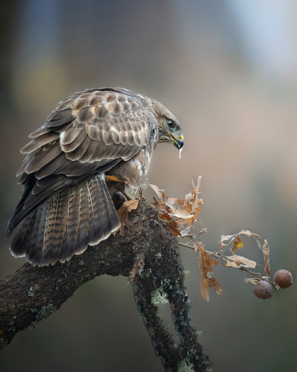 jpg/Alpha-Universe-WIMB-Alexandra-Surkova-buzzard-1200_boundsg8orqb.jpg?height=1200&fit=bounds