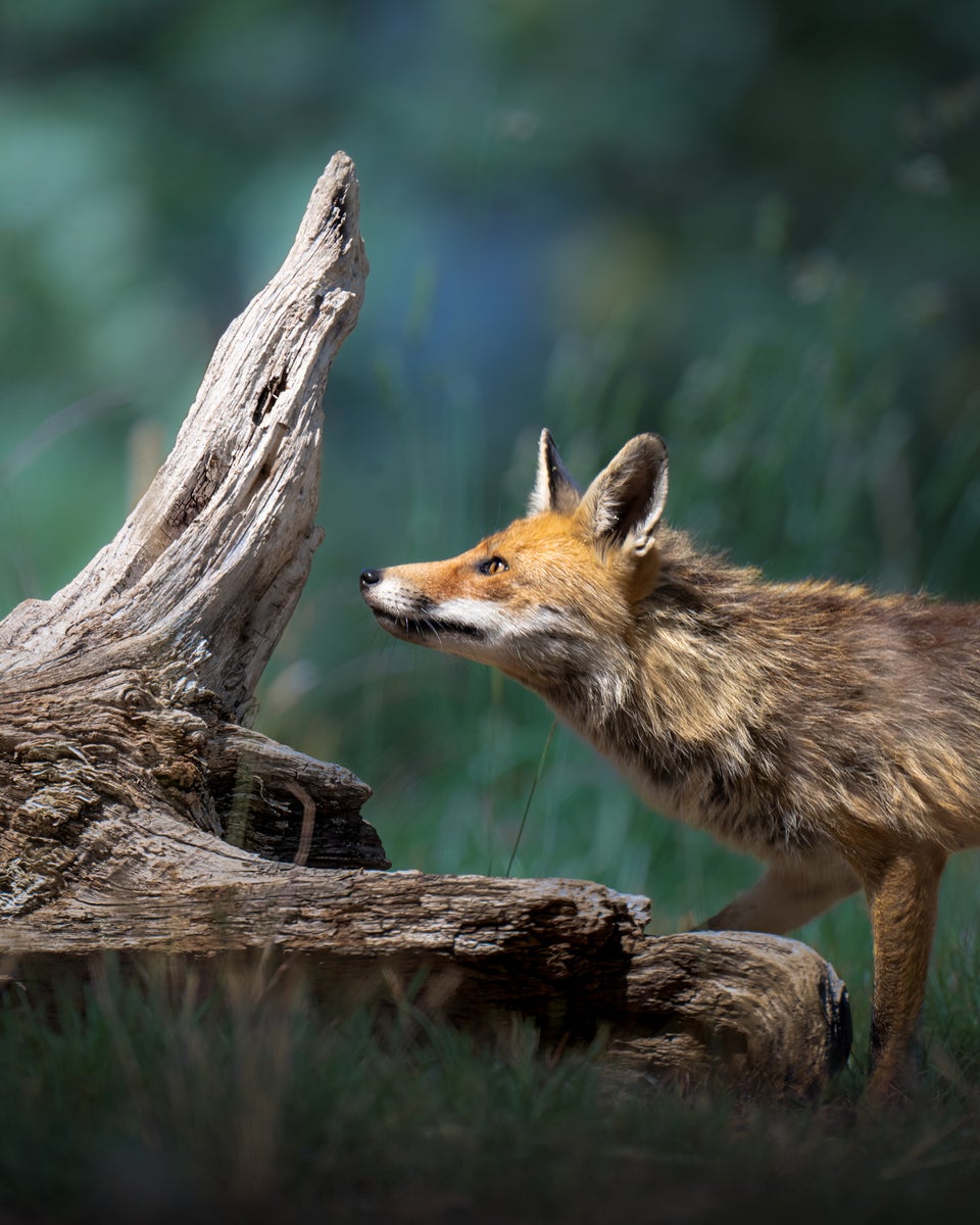 jpg/Alpha-Universe-WIMB-Alexandra-Surkova-fox-1200_boundsmkt42s.jpg?height=1200&fit=bounds