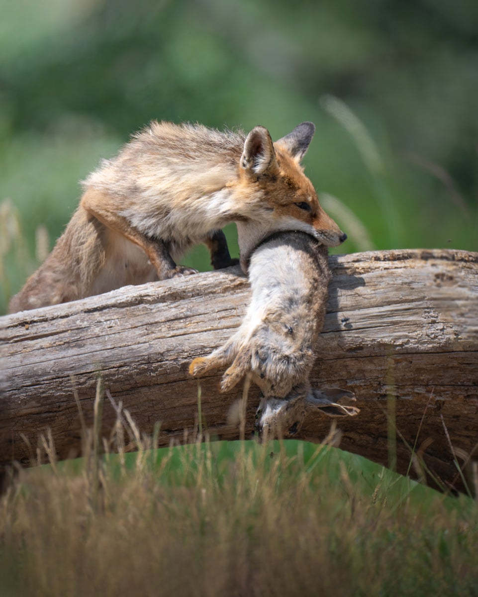 jpg/Alpha-Universe-WIMB-Alexandra-Surkova-fox-rabbit-1200_bounds9pkskz.jpg?height=1200&fit=bounds