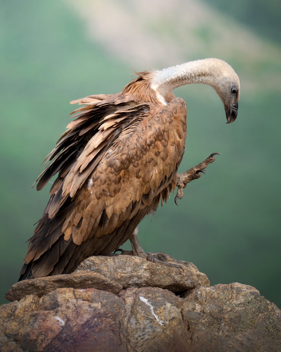 jpg/Alpha-Universe-WIMB-Alexandra-Surkova-griffon-vulture-1200_boundsvfcq7s.jpg?height=1200&fit=bounds