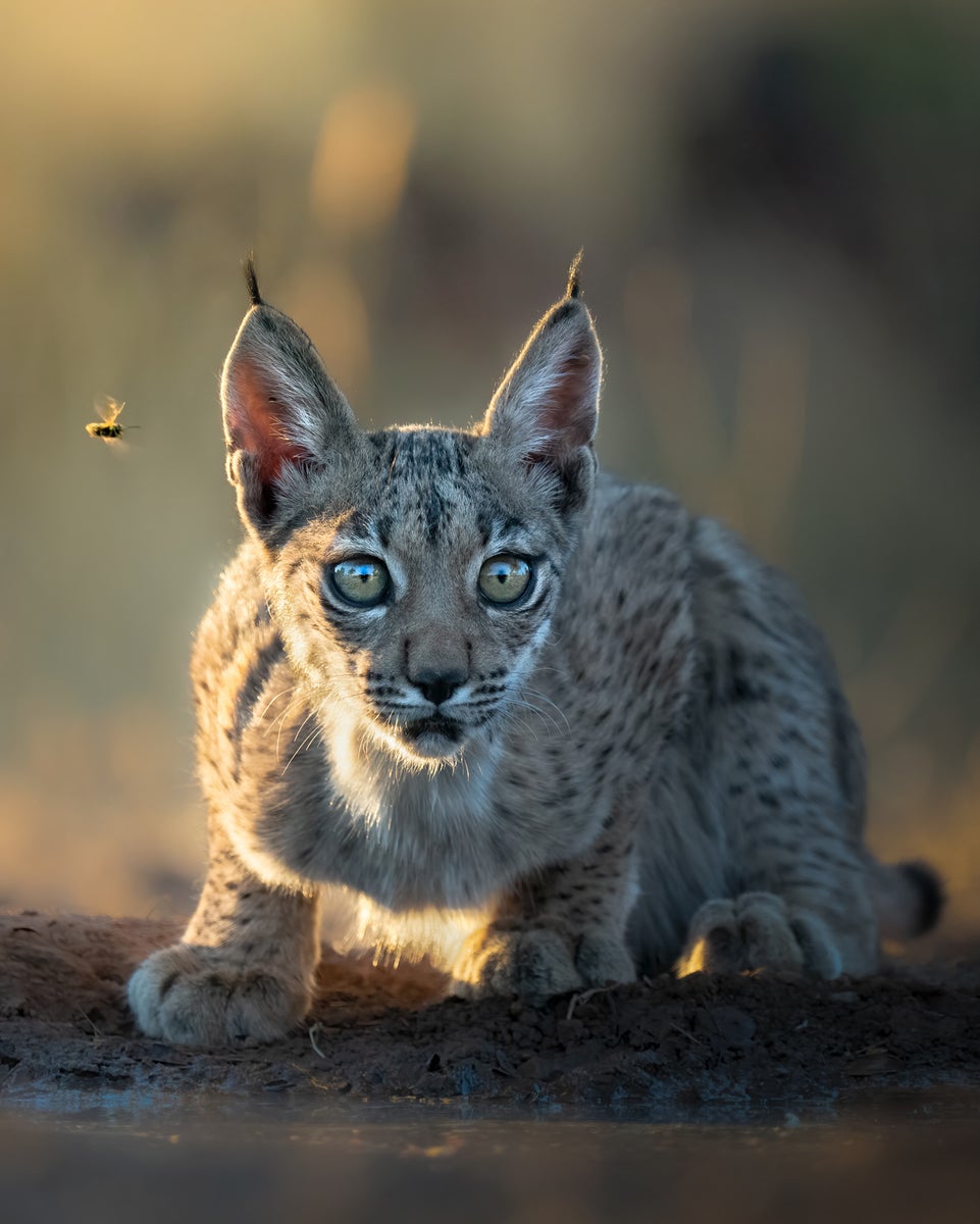jpg/Alpha-Universe-WIMB-Alexandra-Surkova-lynx-cub-1200_bounds1m3qq6.jpg?height=1200&fit=bounds