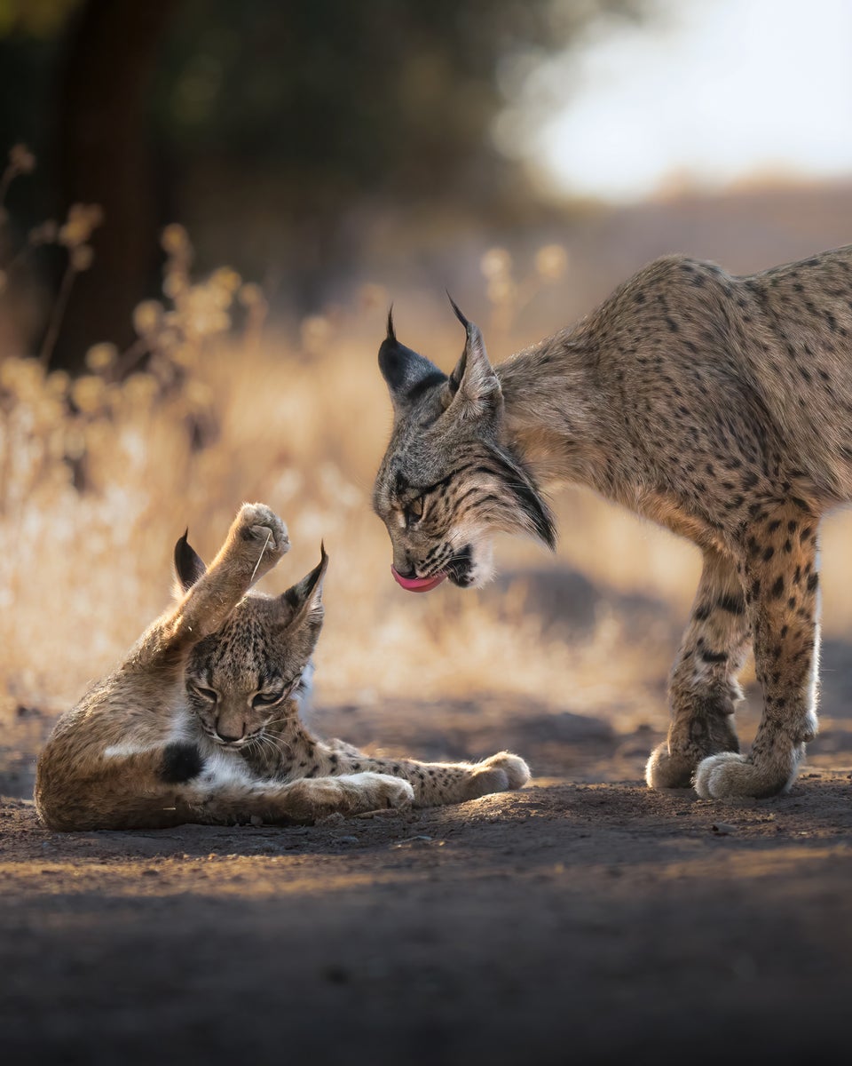 jpg/Alpha-Universe-WIMB-Alexandra-Surkova-lynx-mum-cub-1200_boundswx1xtb.jpg?height=1200&fit=bounds