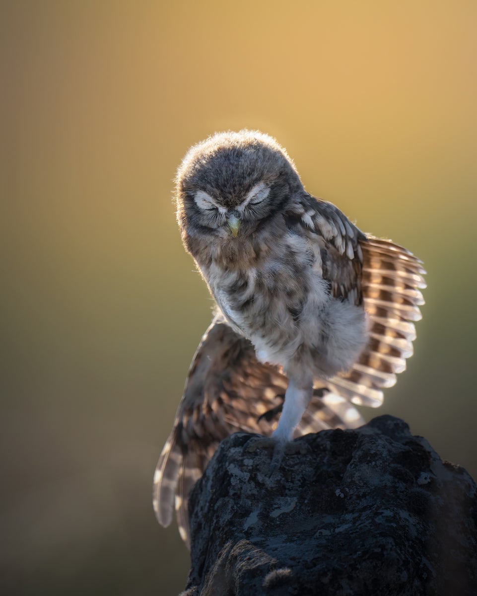 jpg/Alpha-Universe-WIMB-Alexandra-Surkova-owl-1200_boundsx52bt1.jpg?height=1200&fit=bounds