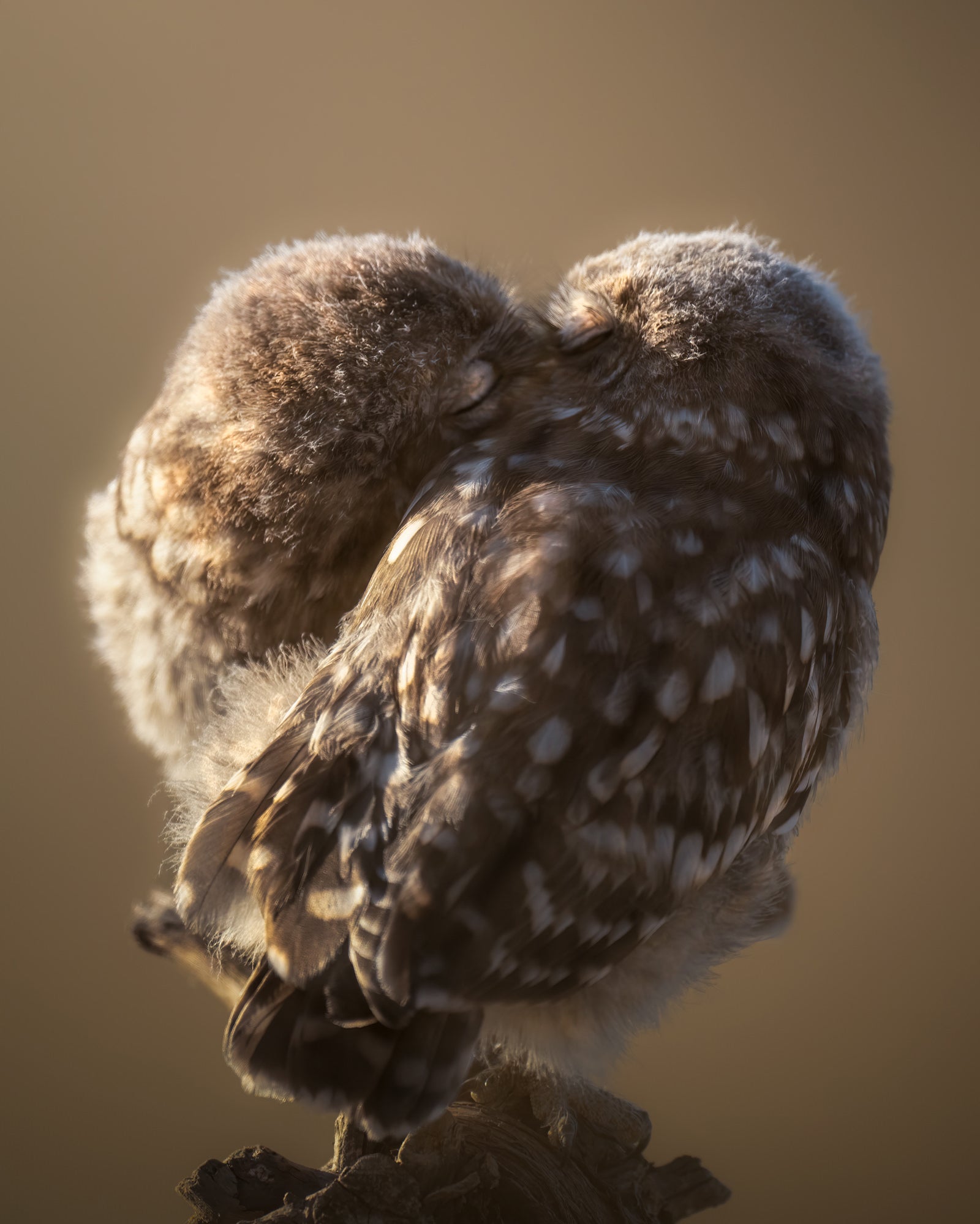 Photo by Alexandra Surkova. Sony Alpha 1. Sony 600mm f/4 G Master. 1/1600-sec., f/4, ISO 1000 Photo by Alexandra Surkova. Sony Alpha 1. Sony 600mm f/4 G Master. 1/1600-sec., f/4, ISO 1000