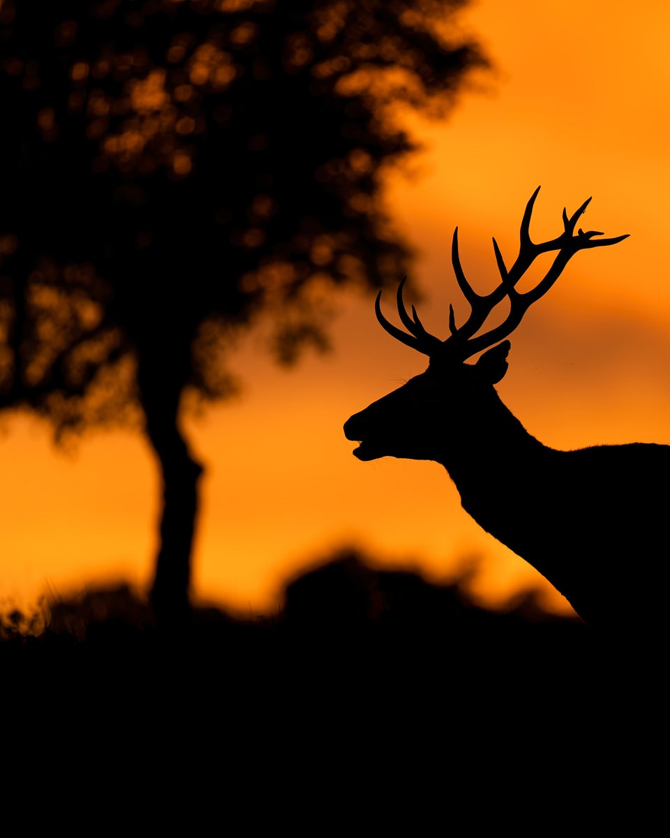 jpg/Alpha-Universe-WIMB-Alexandra-Surkova-red-deer2-1200_boundsj3p6vj.jpg?height=1200&fit=bounds