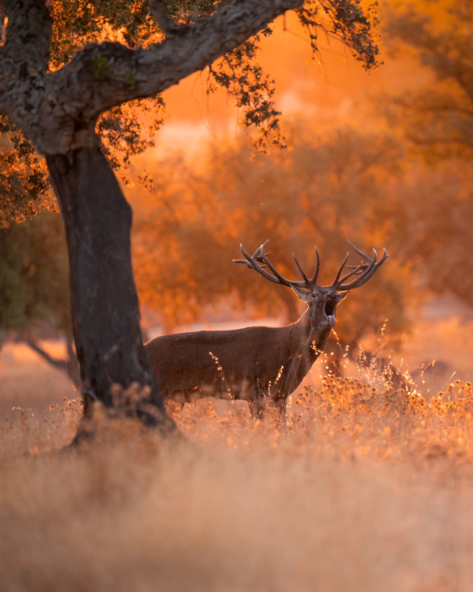 Photo by Alexandra Surkova. Sony Alpha 7R IV. Sony 200-600mm f/5.6-6.3 G. 1/320-sec., f/6.3, ISO 1600
Photo by Alexandra Surkova. Sony Alpha 7R IV. Sony 200-600mm f/5.6-6.3 G. 1/320-sec., f/6.3, ISO 1600