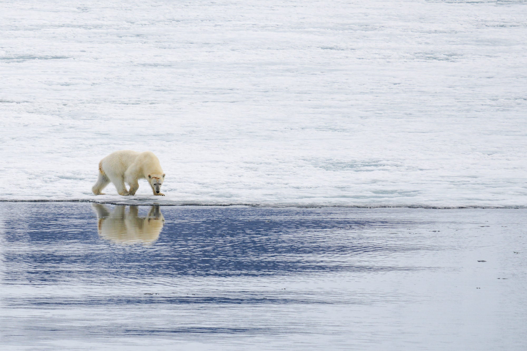 Photo by Allegra Rumbough. Sony Alpha 7R V. Sony 200-600mm f/5.6-6.3 G. 1/800-sec., f/6.3, ISO 100