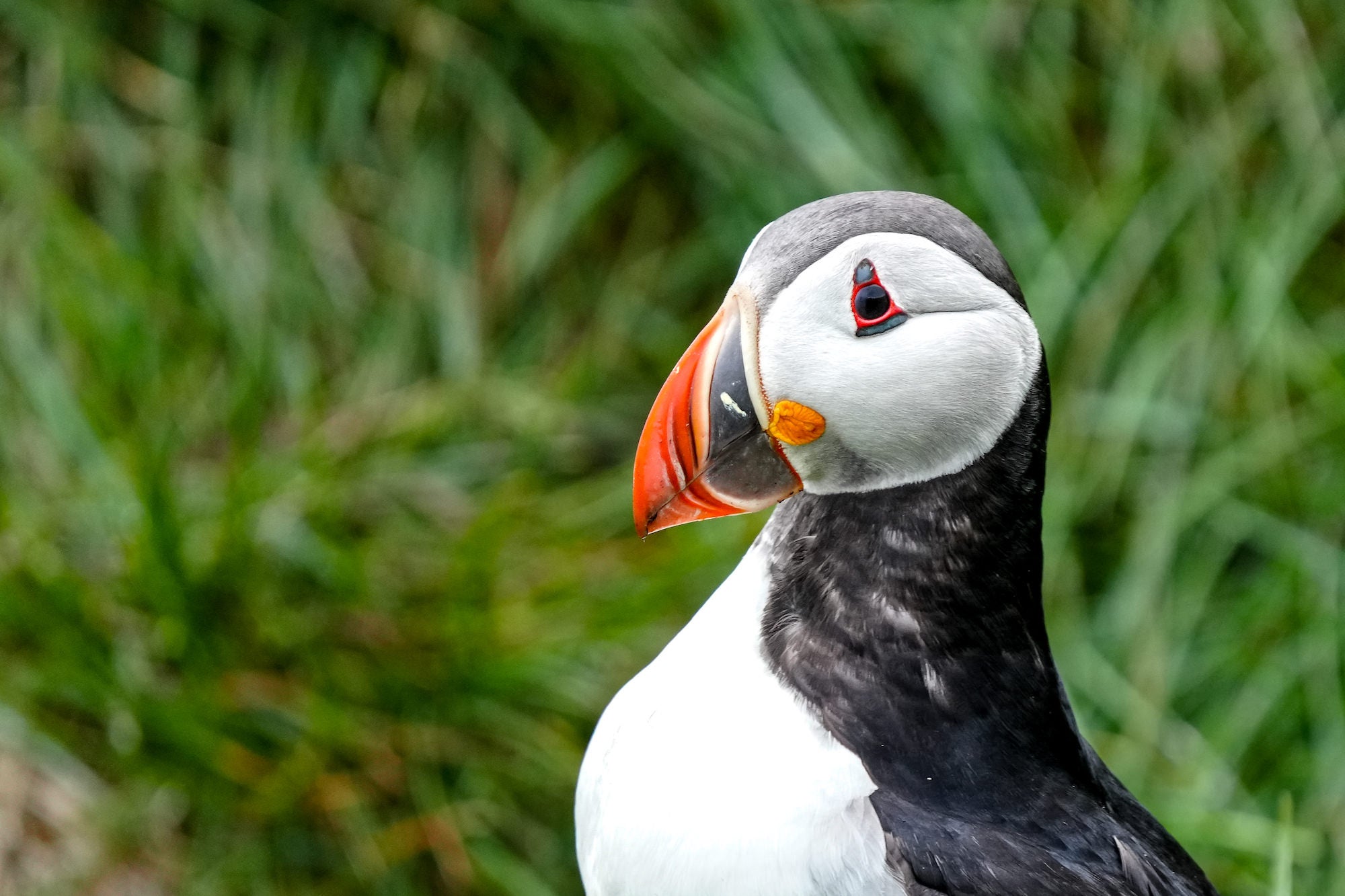 Photo by Allegra Rumbough. Sony Alpha 7R V. Sony 200-600mm f/5.6-6.3 G. 1/500-sec., f/6.3, ISO 1250