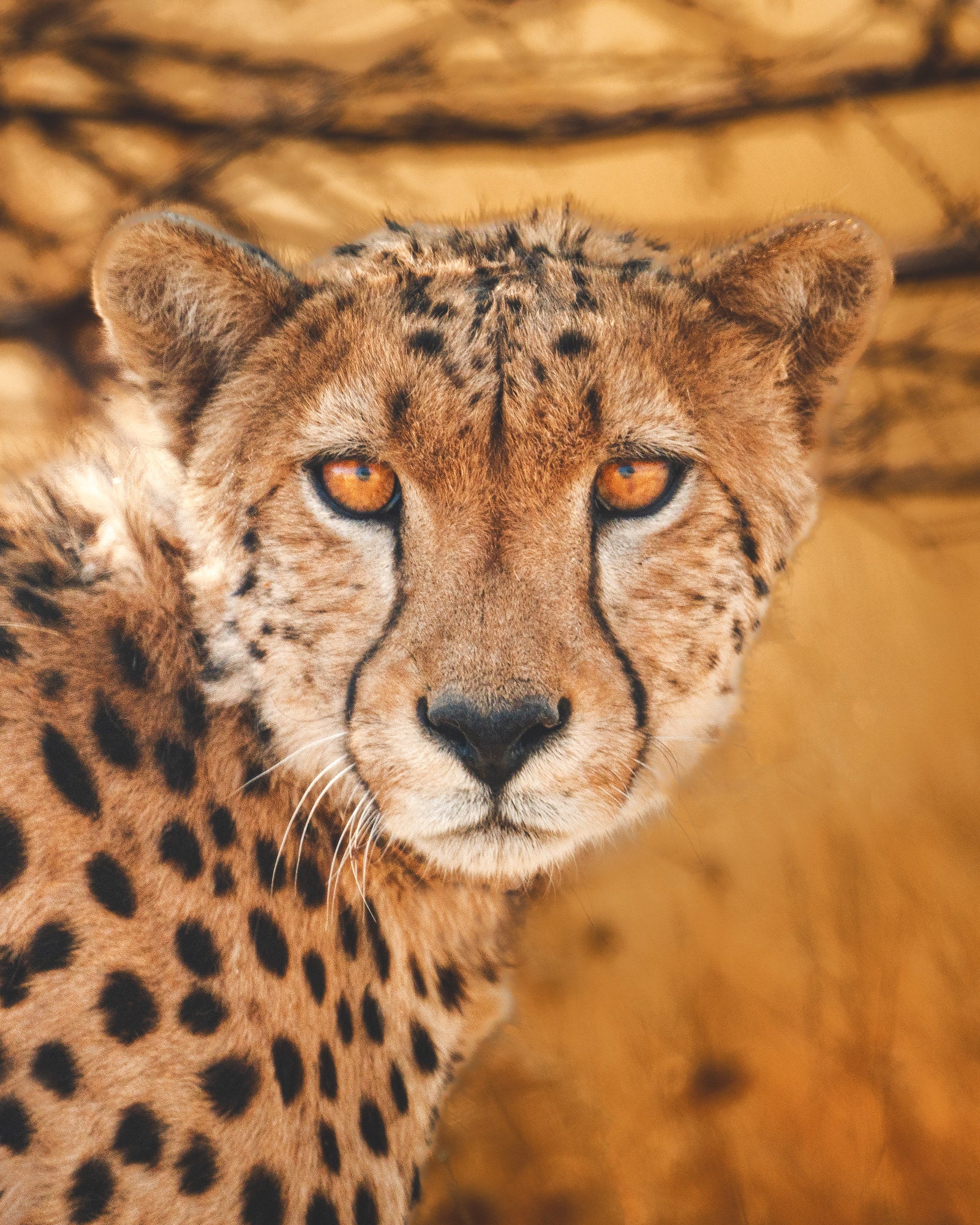 Photo by Alvaro Valiente. Sony Alpha 7 IV. Sony 200-600mm f/5.6-6.3 G. 1/400-sec., f/6.3, ISO 500 Photo by Alvaro Valiente. Sony Alpha 7 IV. Sony 200-600mm f/5.6-6.3 G. 1/400-sec., f/6.3, ISO 500