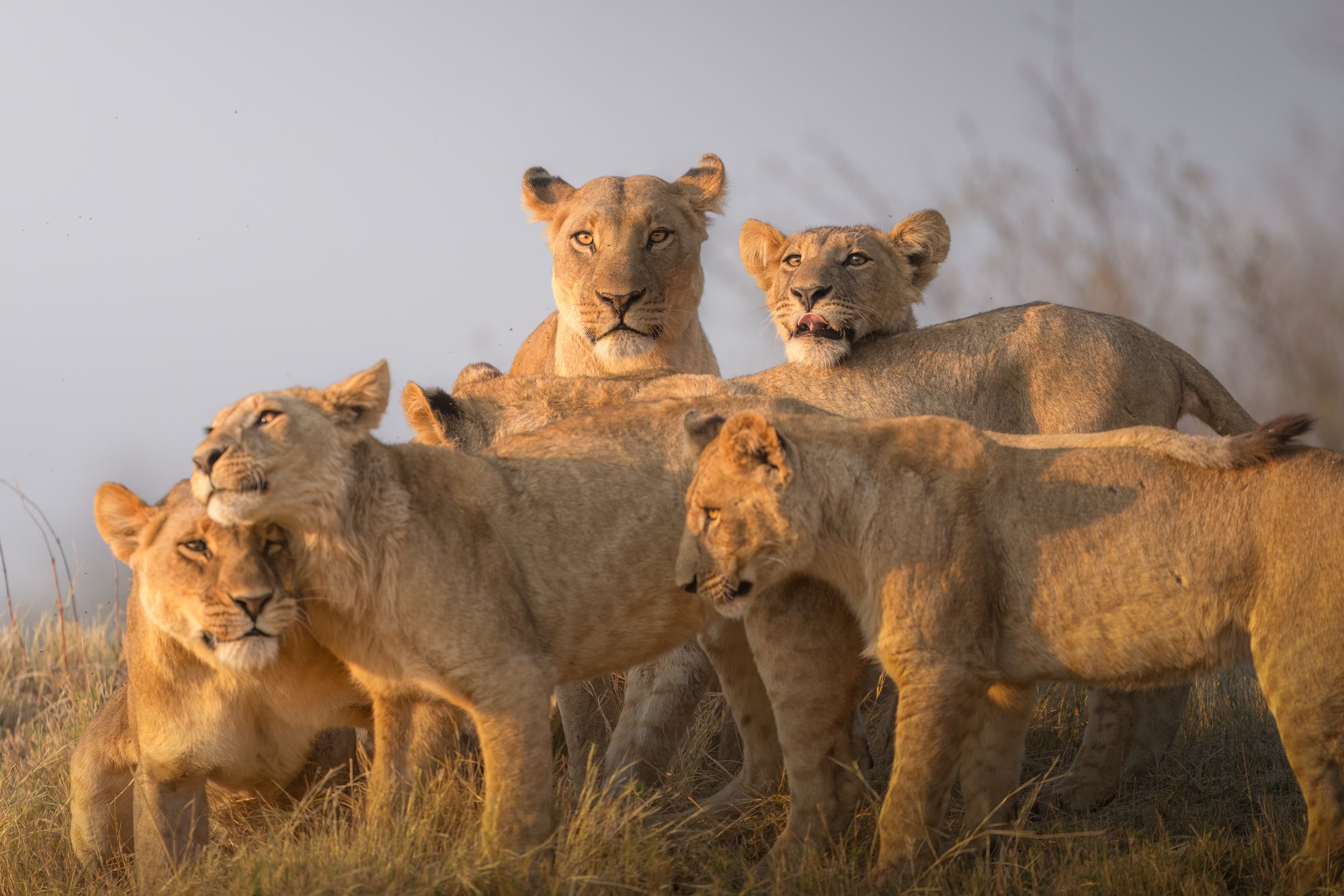 Photo by Andrew Macdonald. Sony Alpha 1. Sony 400mm f/2.8 G Master.
