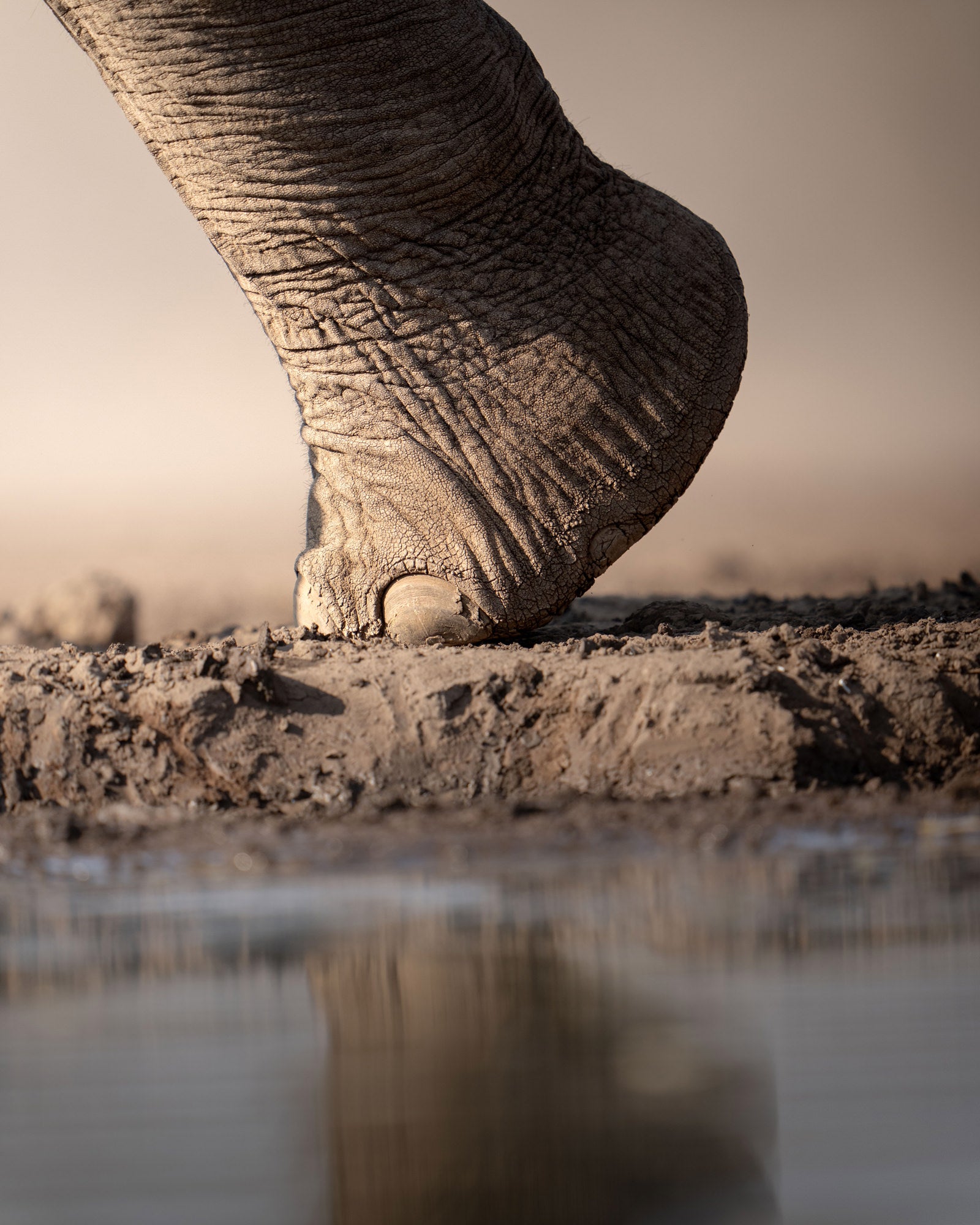 Photo by Andrew Macdonald. Sony Alpha 1. Sony 400mm f/2.8 G Master.