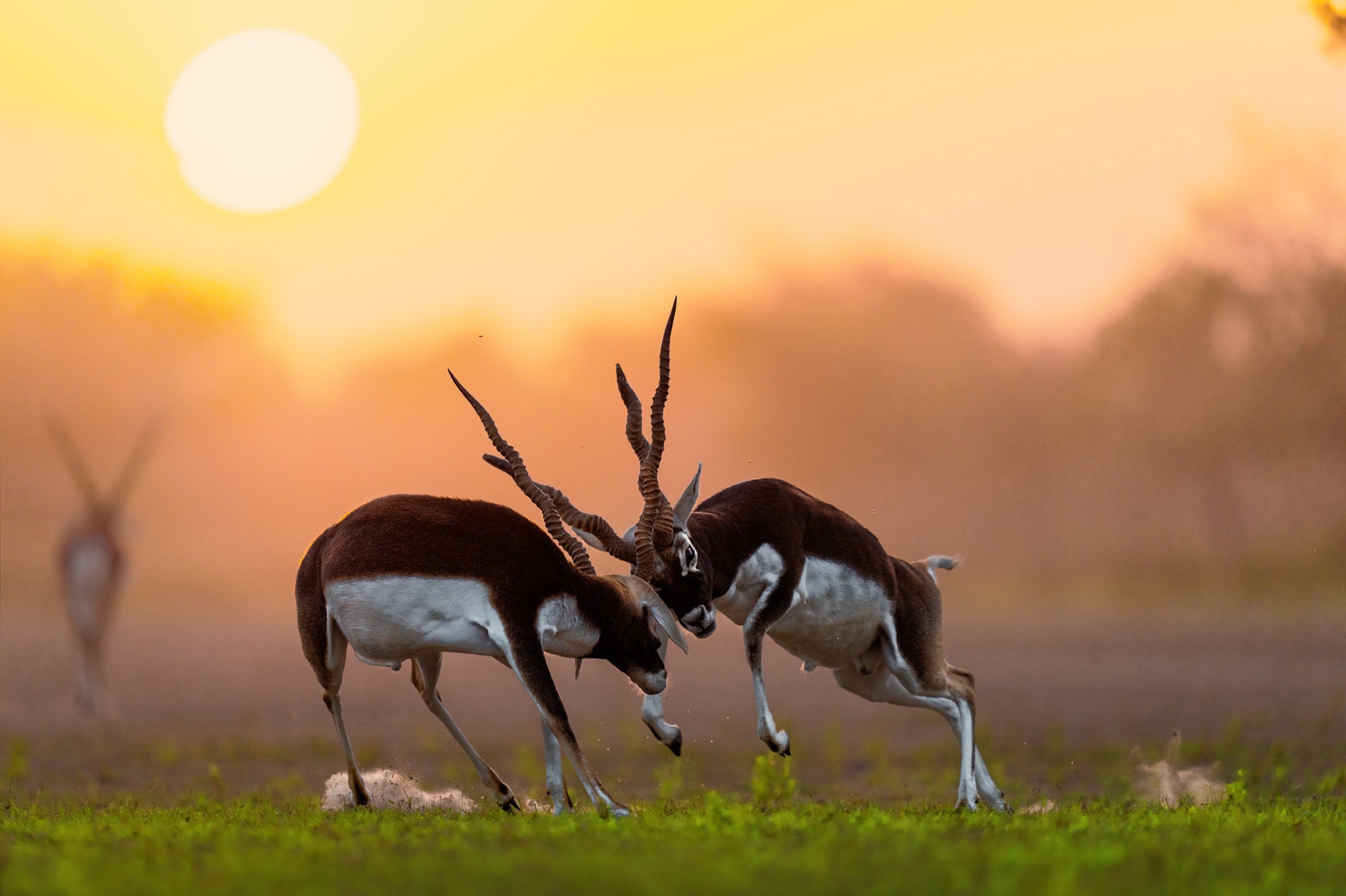 Photo by Anupam Thombre. Sony Alpha 1. Sony 400mm f/2.8 G Master.