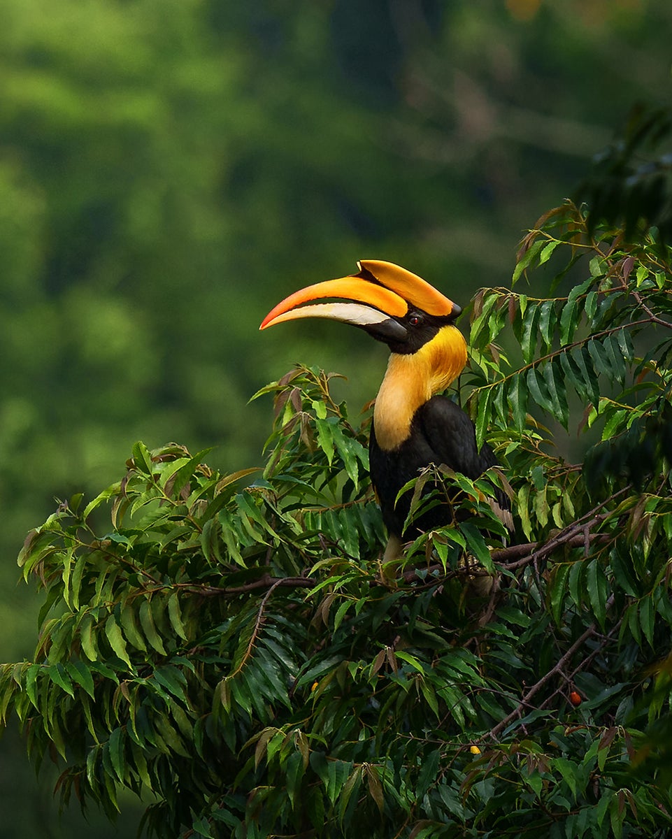 jpg/Alpha-Universe-WIMB-Anupam-Thombre-a1-400mm-6-1200_bounds2zmb4h.jpg?height=1200&fit=bounds