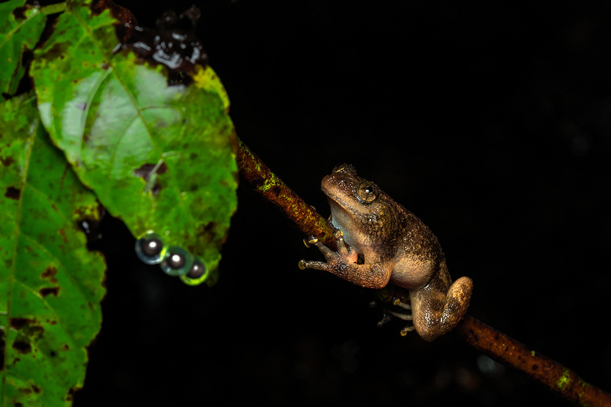Photo by Anupam Thombre. Sony Alpha 1. Sony 90mm f/2.8 Macro G.