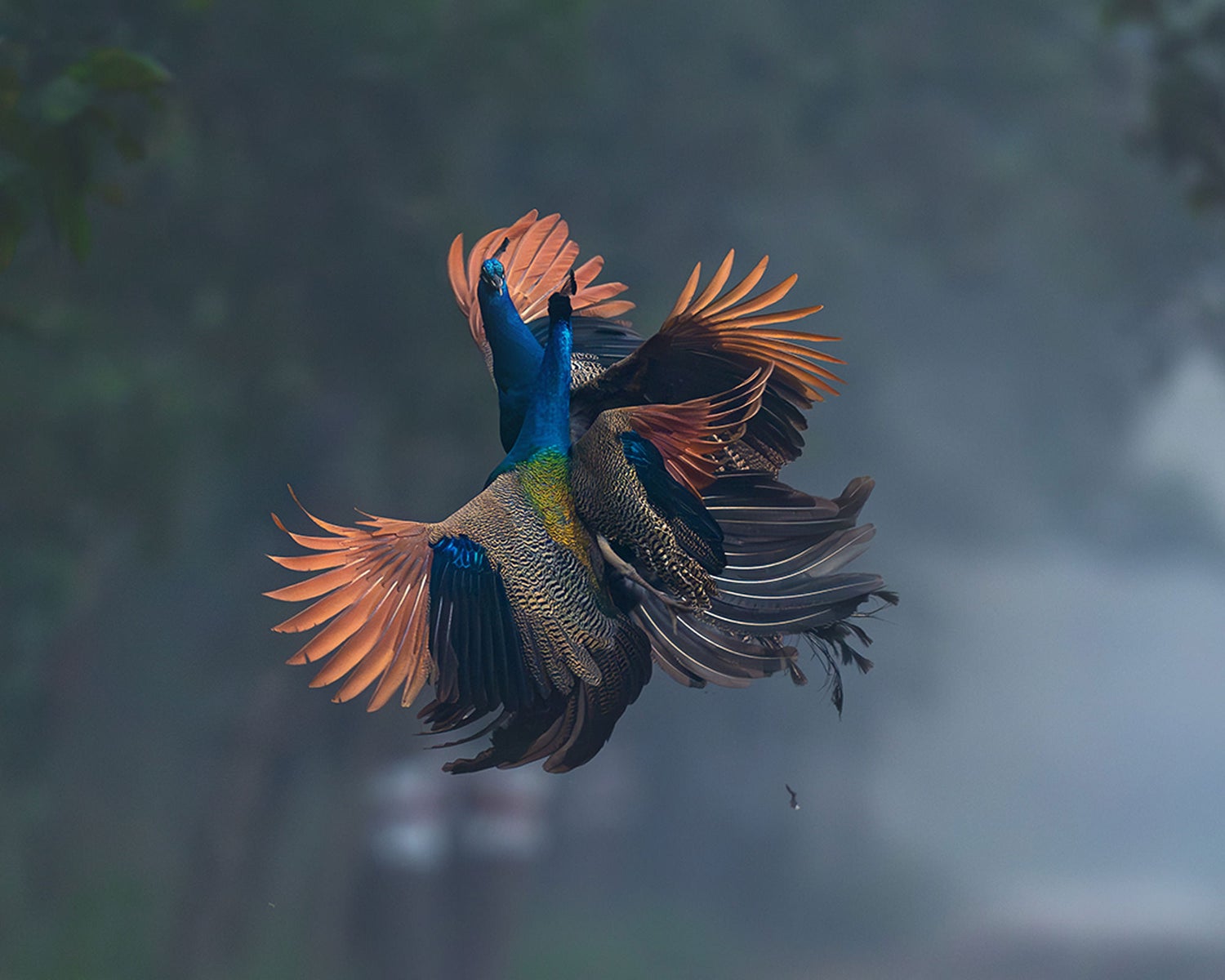 jpg/Alpha-Universe-WIMB-Anupam-Thombre-a9iii-400mm-1-1200_boundsi9t1sv.jpg?height=1200&fit=bounds