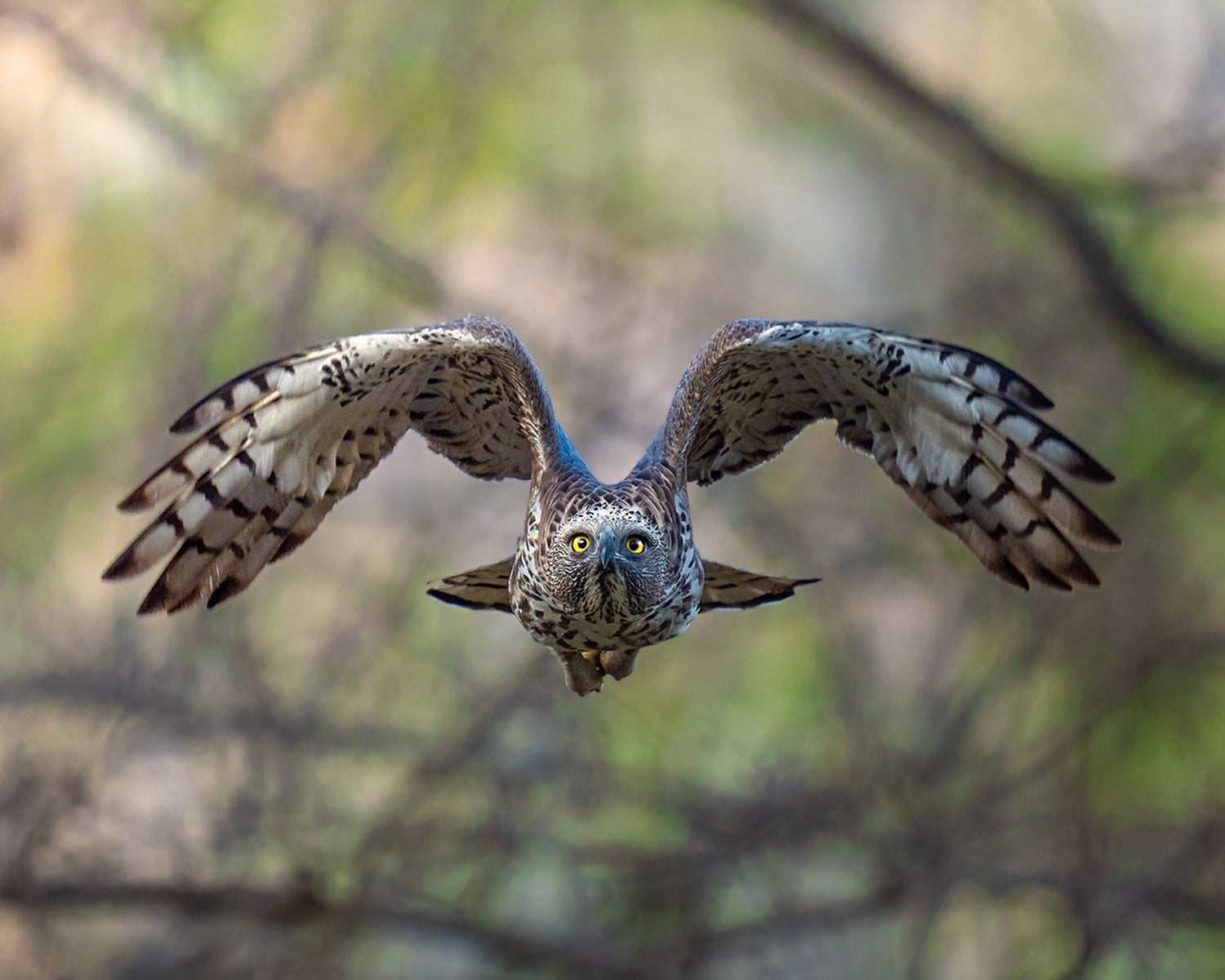 jpg/Alpha-Universe-WIMB-Anupam-Thombre-a9iii-400mm-2-1200_bounds1t7ykx.jpg?height=1200&fit=bounds