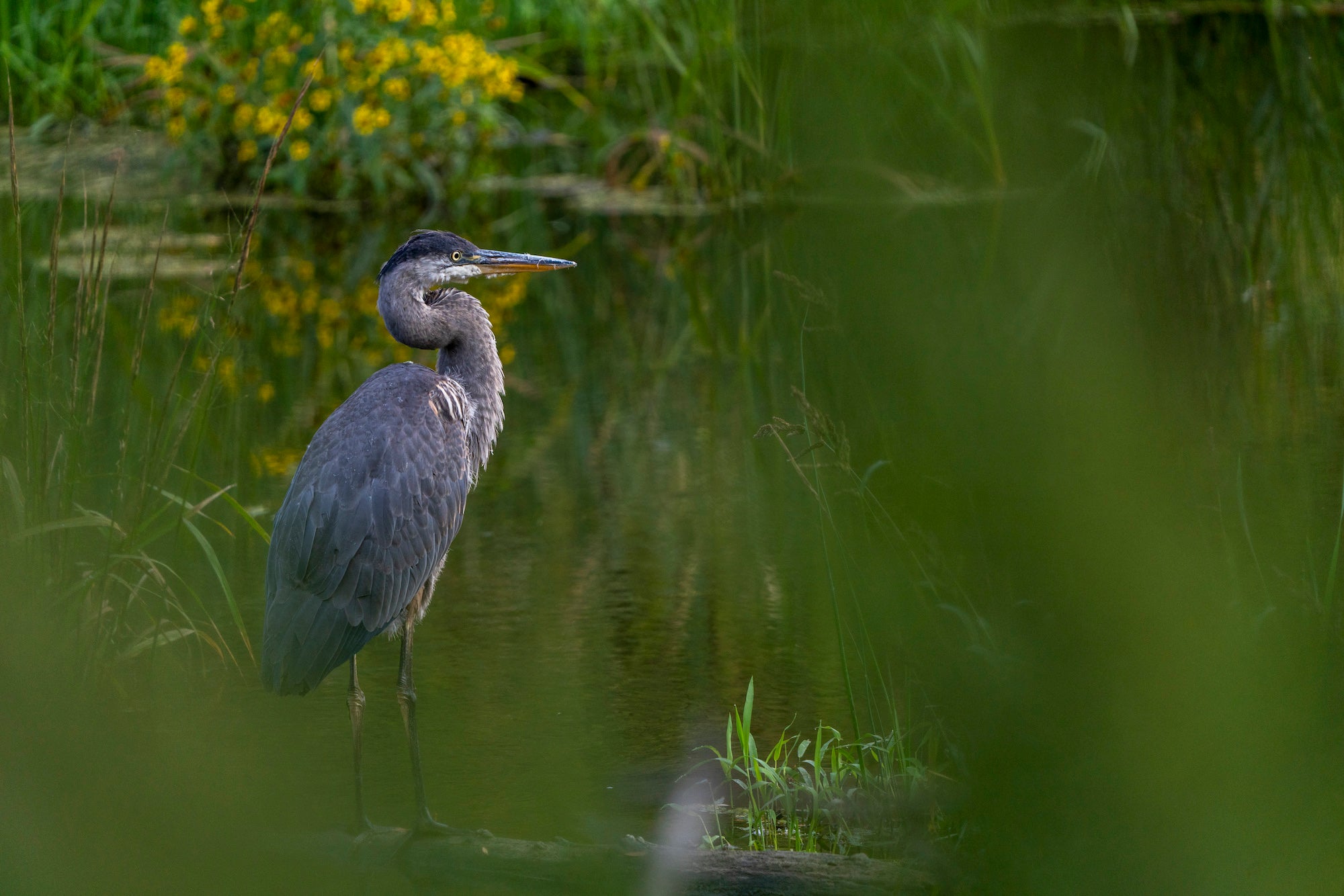 Alpha-Universe-WIMB-April-Stampe-Blueheron.jpg