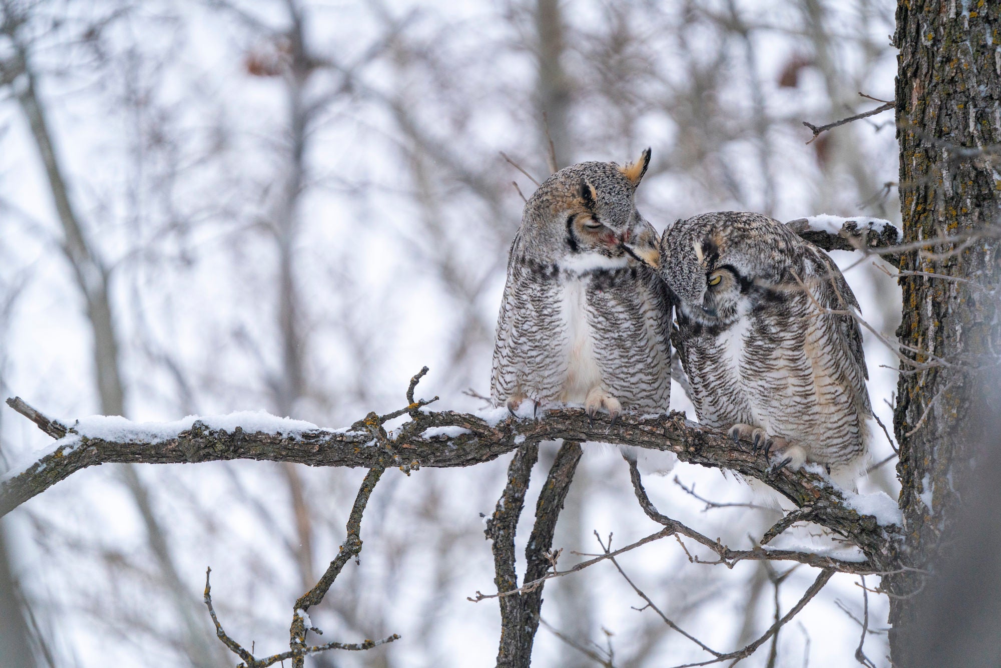 Alpha-Universe-WIMB-April-Stampe-Great-horned-owls.jpg