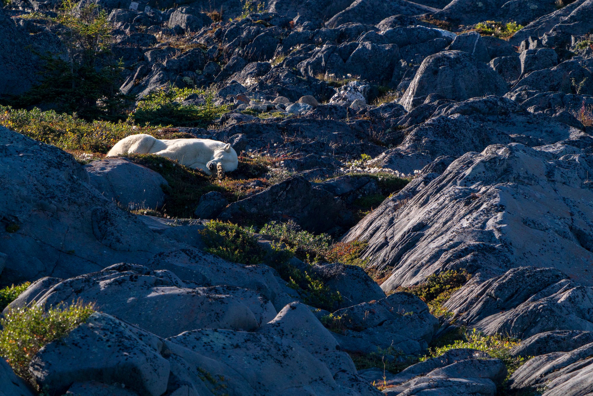 Alpha-Universe-WIMB-April-Stampe-Polarbear.jpg