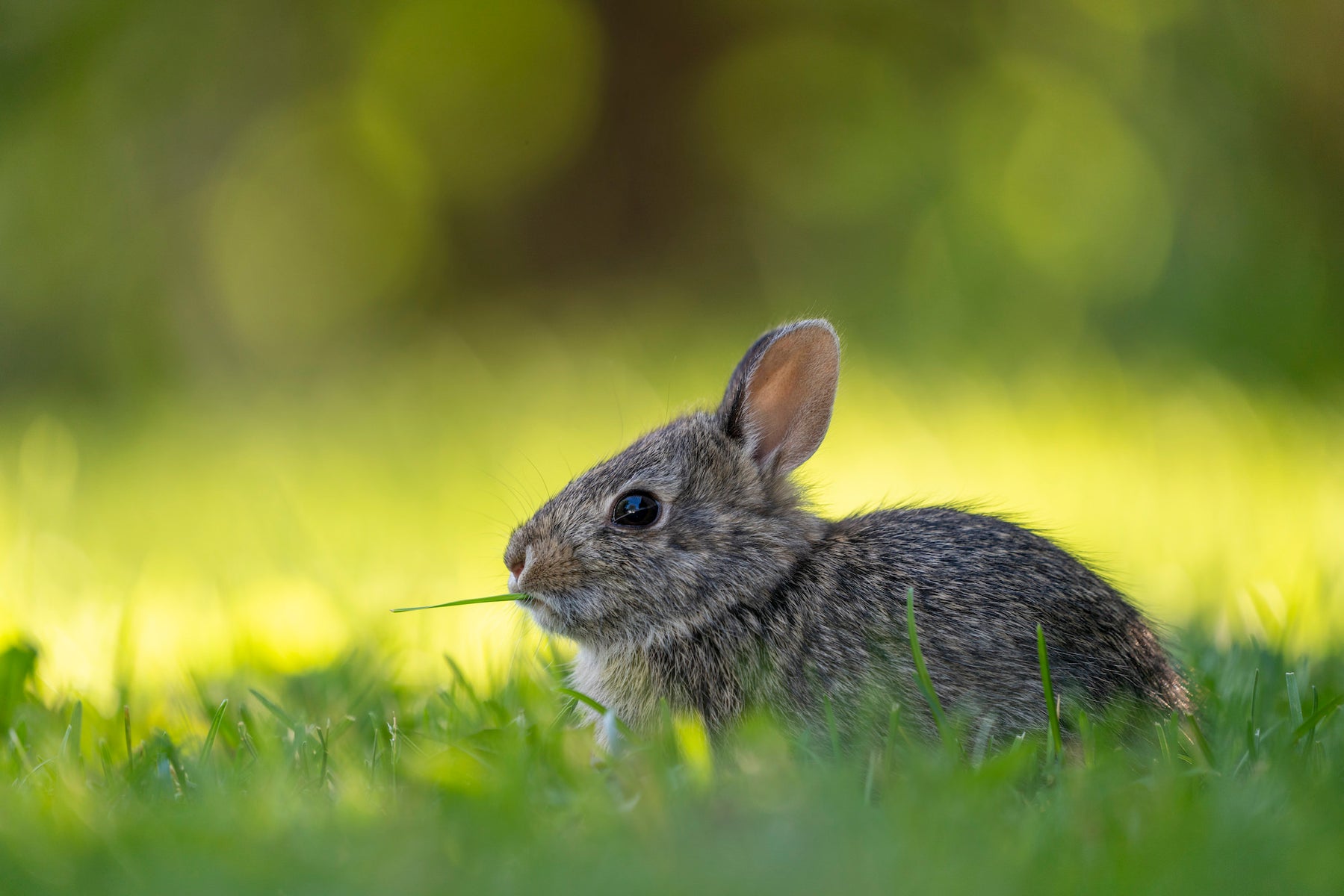 jpg/Alpha-Universe-WIMB-April-Stampe-cottontail-1200_boundsmwvubg.jpg?height=1200&fit=bounds