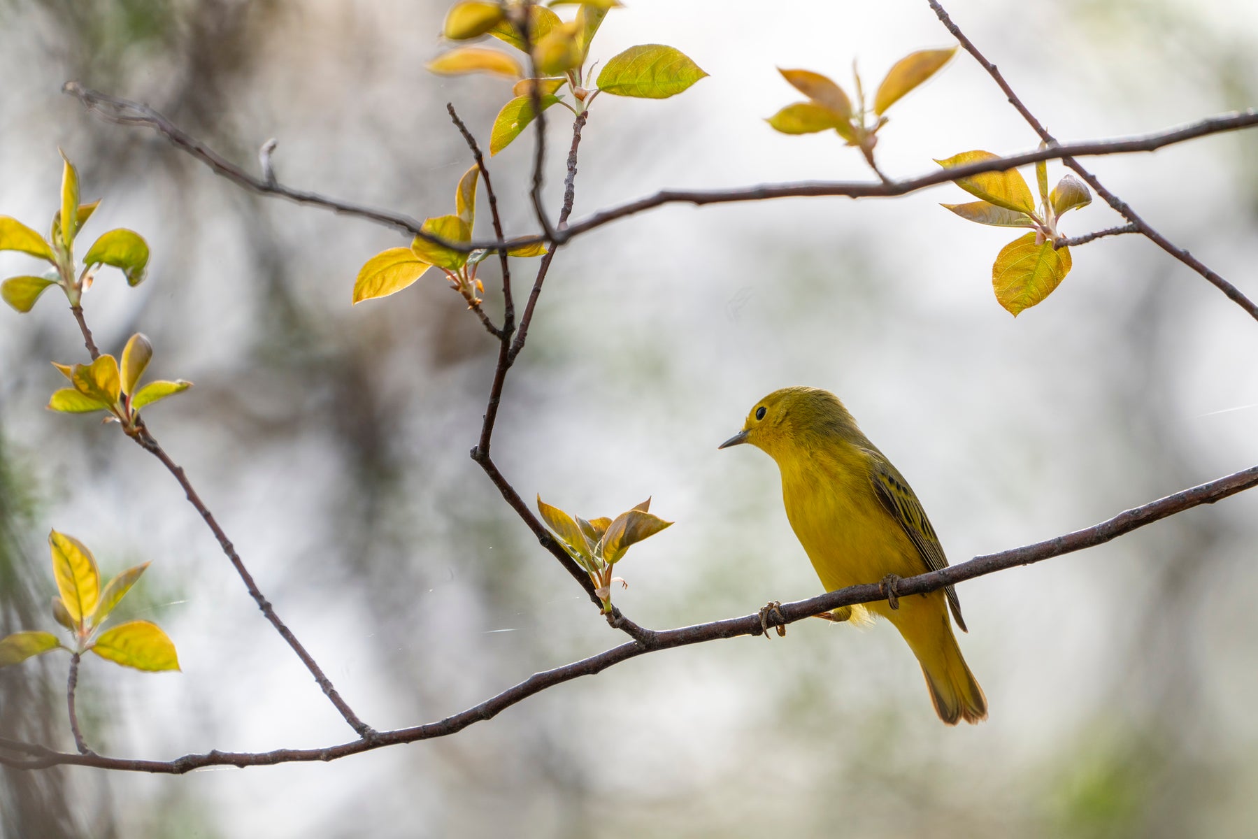 jpg/Alpha-Universe-WIMB-April-Stampe-yellowwarbler-1200_boundsumh5c0.jpg?height=1200&fit=bounds