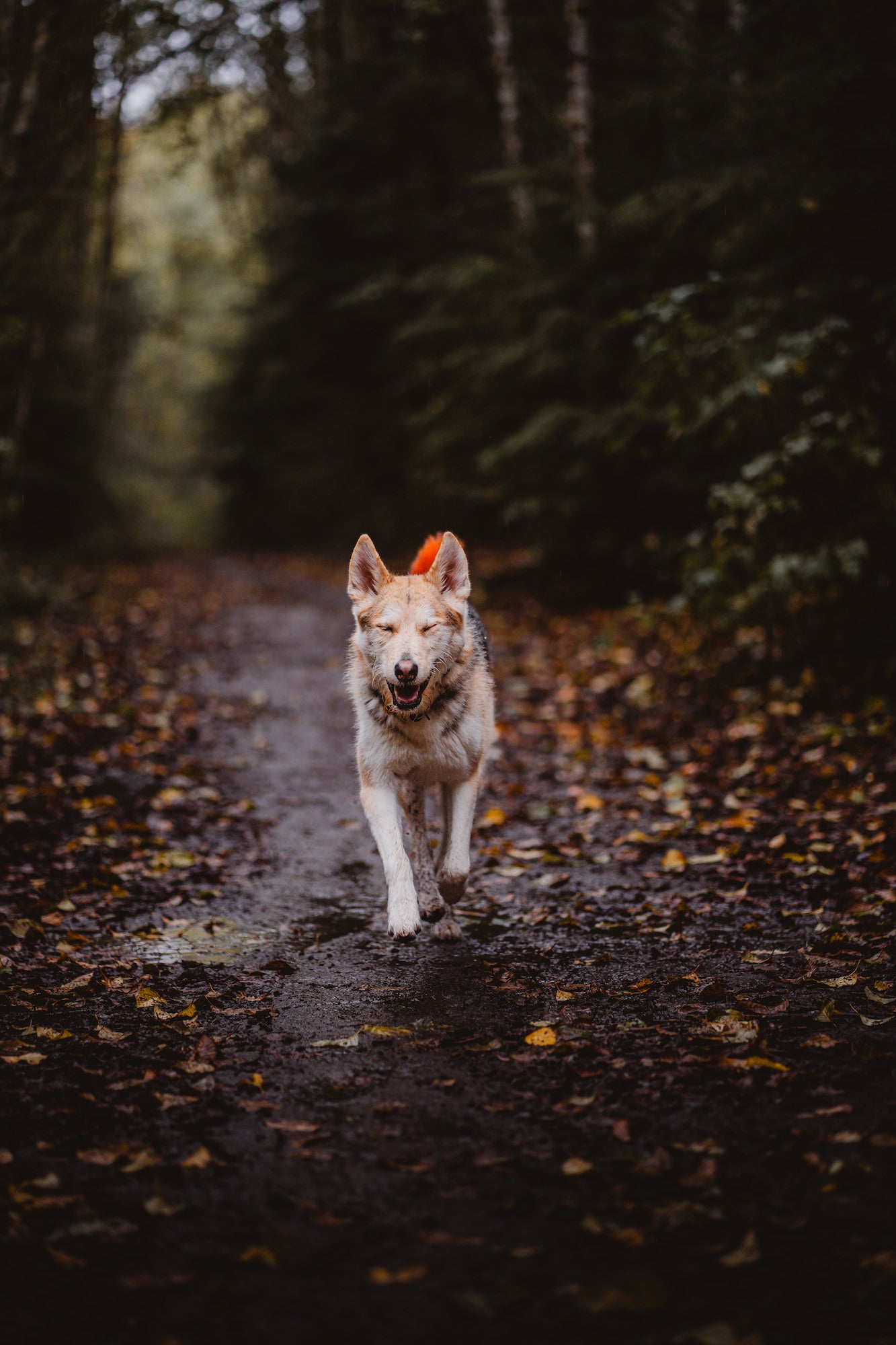 Photo by Arletta Fussell. Sony Alpha 7 IV. Sony 85mm f/1.8. 1/400-sec., f/1.8, ISO 400