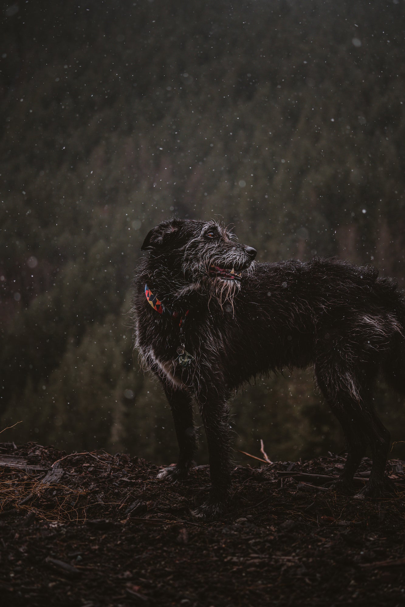 Photo by Arletta Fussell. Sony Alpha 7 IV. Sony 70-200mm f/4 G. 1/1600-sec., f/4, ISO 320