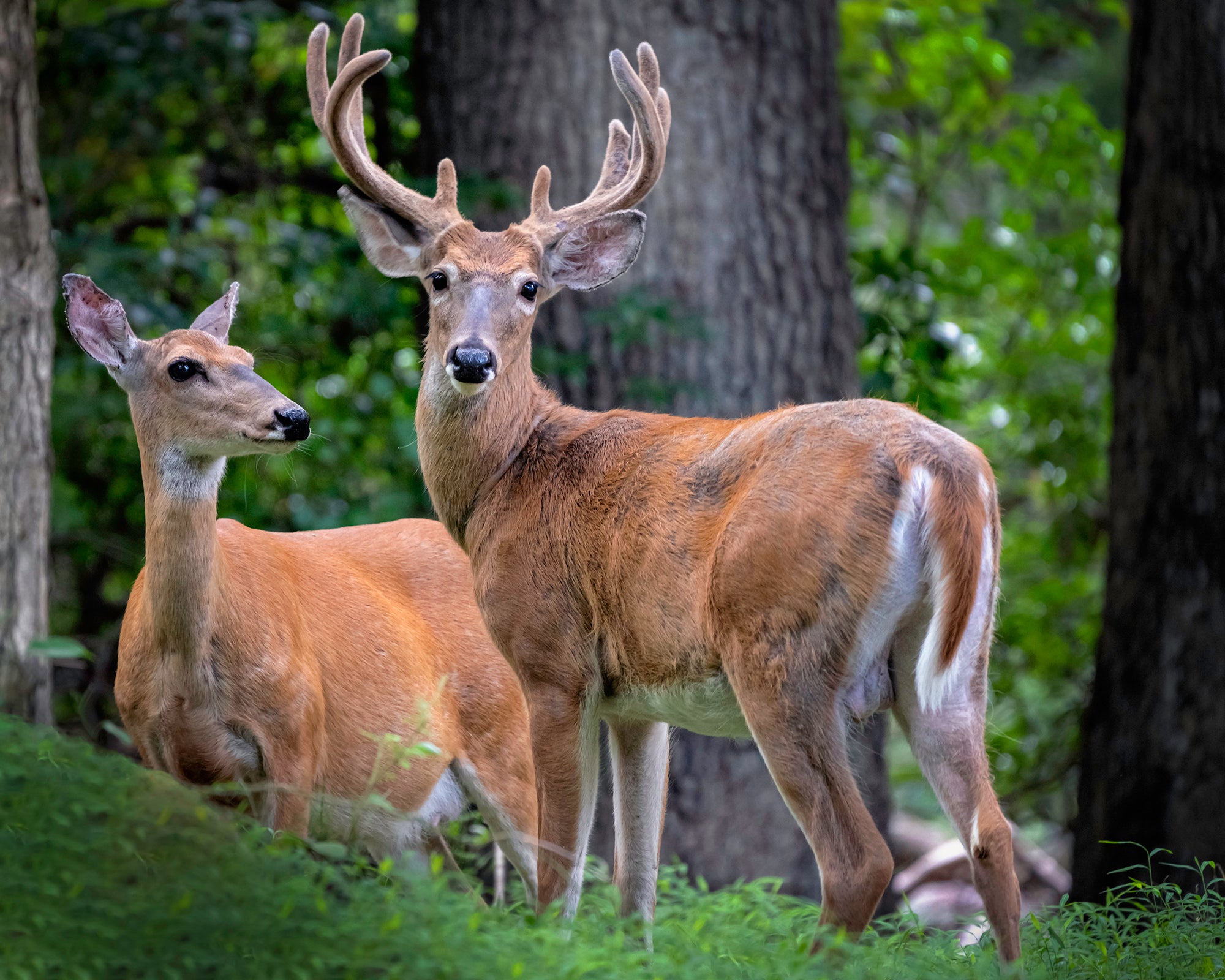 Alpha-Universe-WIMB-Brent-Guiliano-Deer.jpg