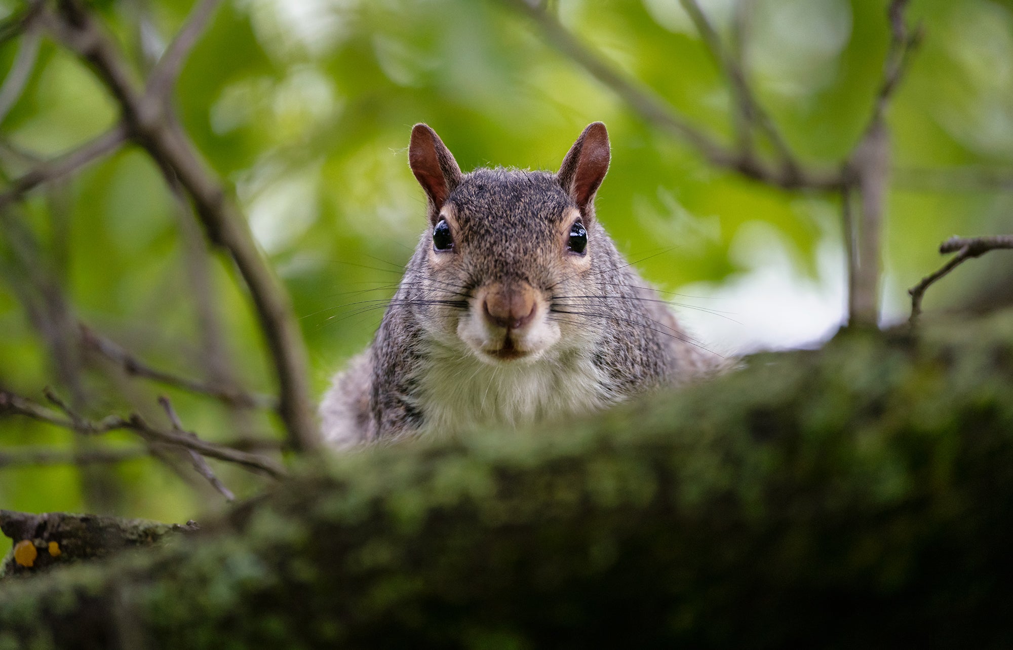 Alpha-Universe-WIMB-Brent-Guiliano-squirrel.jpg