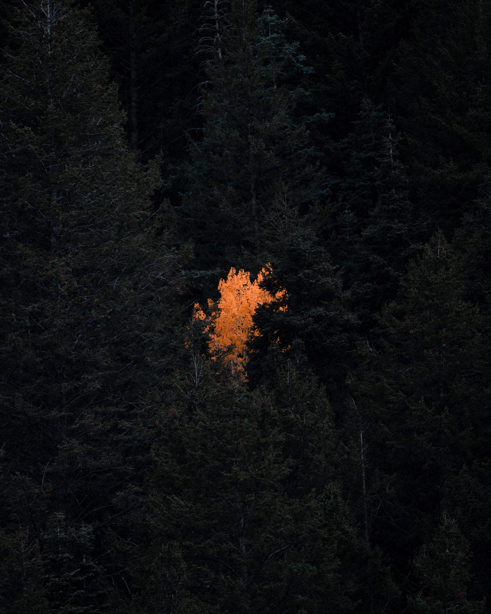 Photo by Bret Blakely. Sony Alpha 7R V. Sony 200-600mm f/5.6-6.3 G. 1/500-sec., f/6.3, ISO 2500