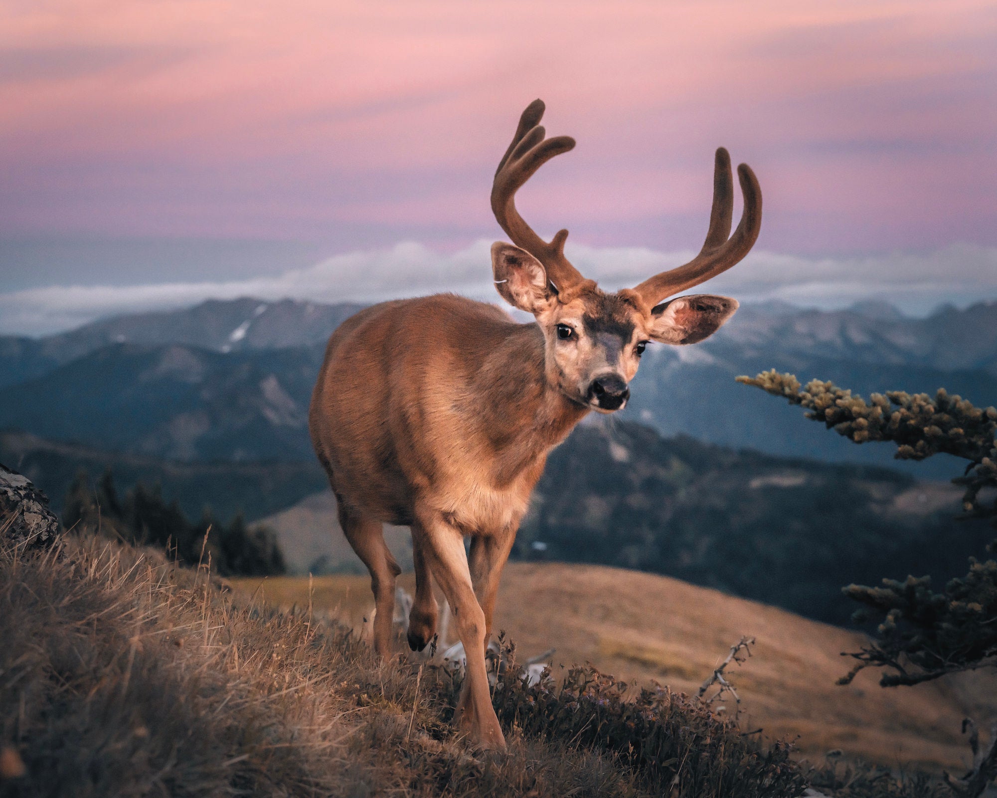 Photo by Bret Blakely. Sony Alpha 7R III. Sony 70-200mm f/2.8 G Master. 1/640-sec., f/5, ISO 1600