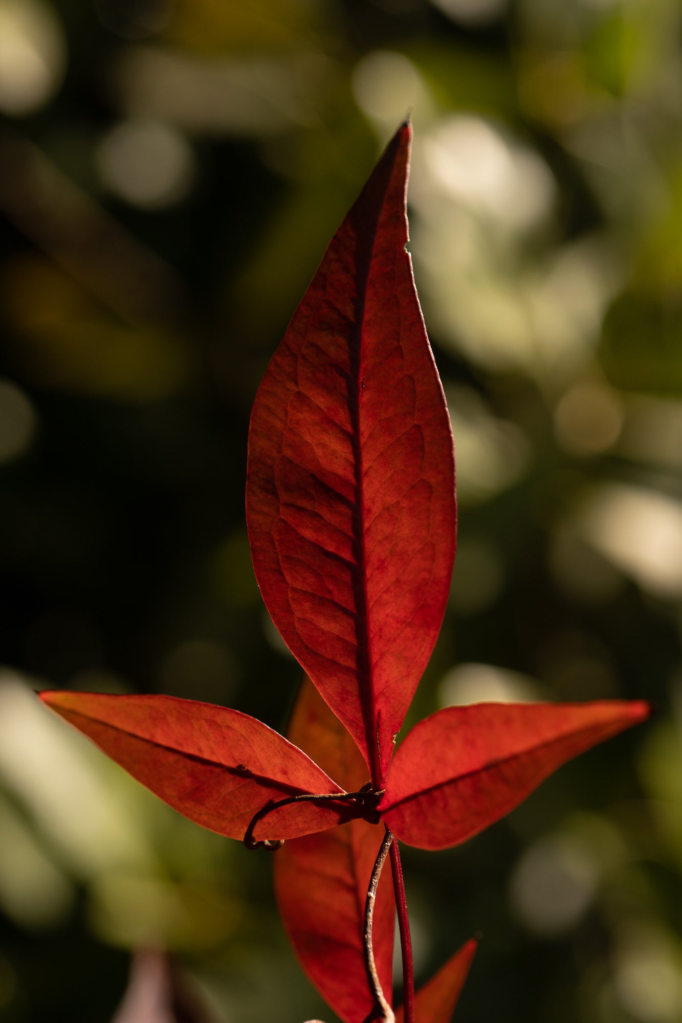Alpha-Universe-WIMB-Caroline-Jensen-Macro-a6000-50mm.jpg