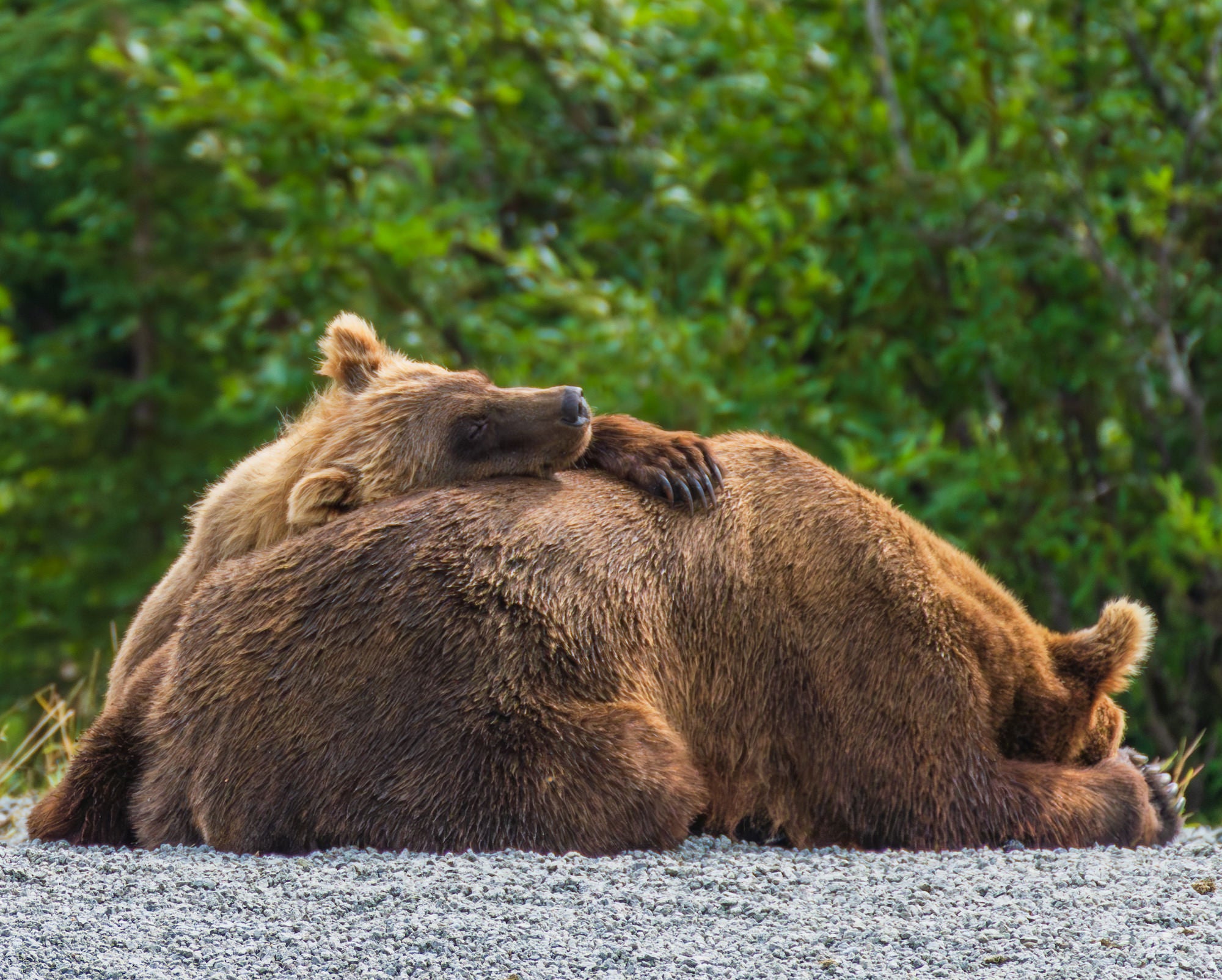 Photo by Chris Bridner. Sony Alpha 7R IV. Sony 100-400mm f/4.5-5.6 G Master. 1/1600-sec., f/8, ISO 800