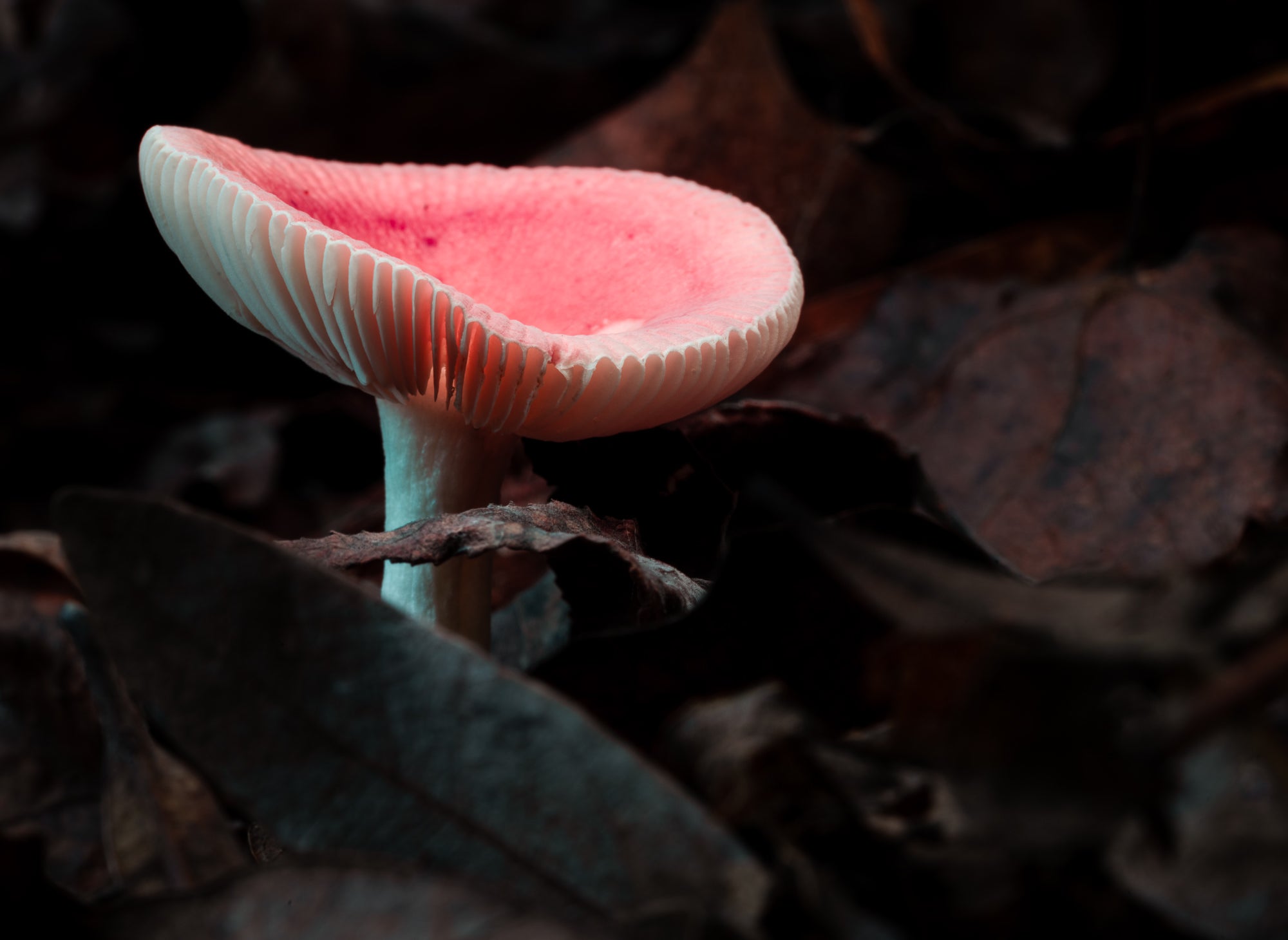 Photo by Chris Greer. Sony Alpha 1. Sony 90mm f/2.8 Macro G. 2-sec., f/22, ISO 100