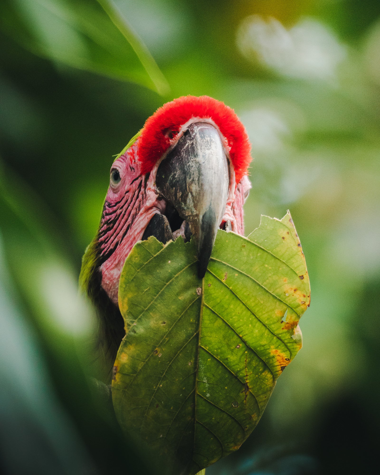 Photo by Clarisse de Thoisy. Sony Alpha 6600. Sony E 70-350mm f/4.5-6.3 G. 1/800-sec., f/6.3, ISO 2500
